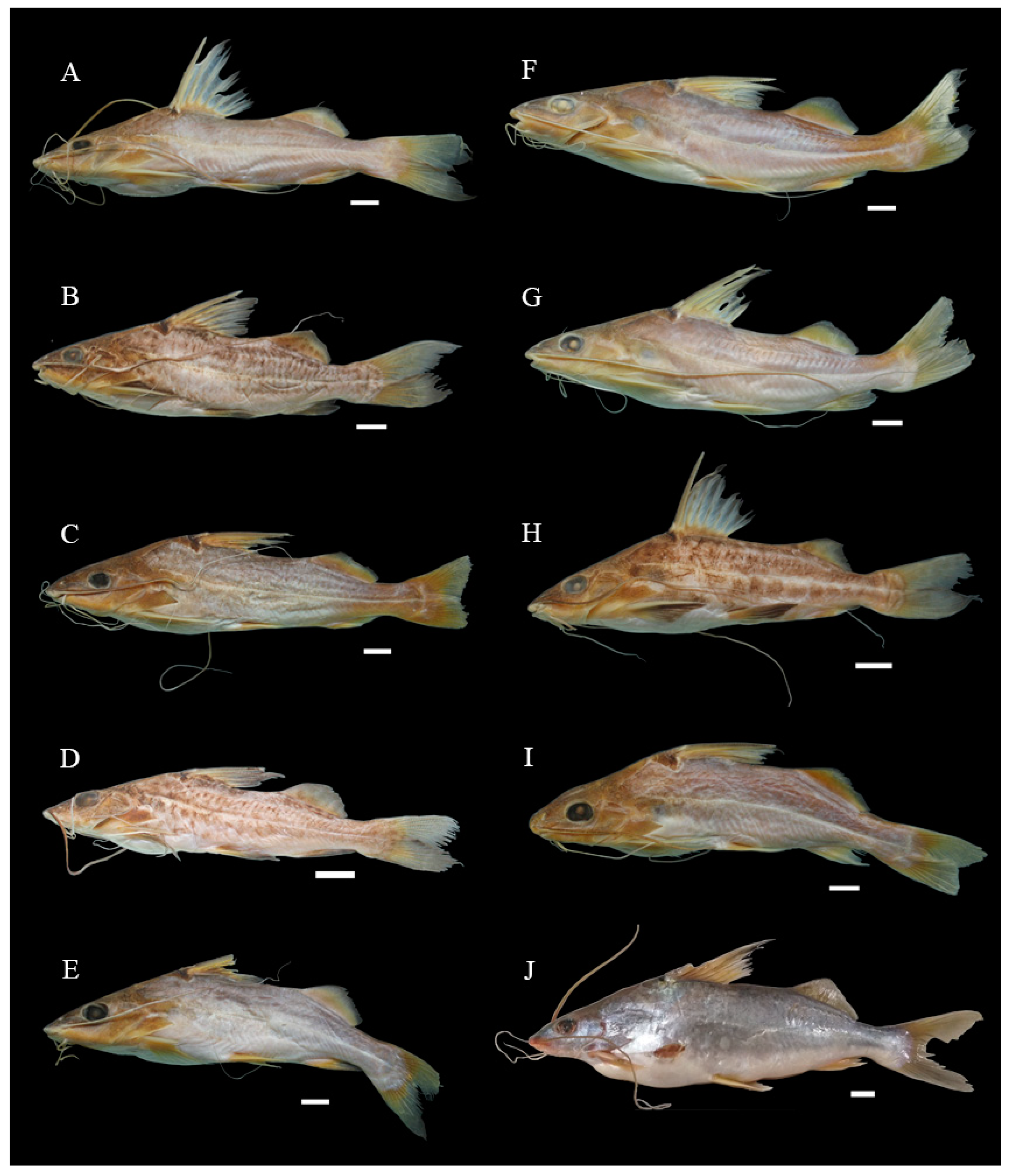 Biology 13 00162 g002 Biology 13 00162 g002