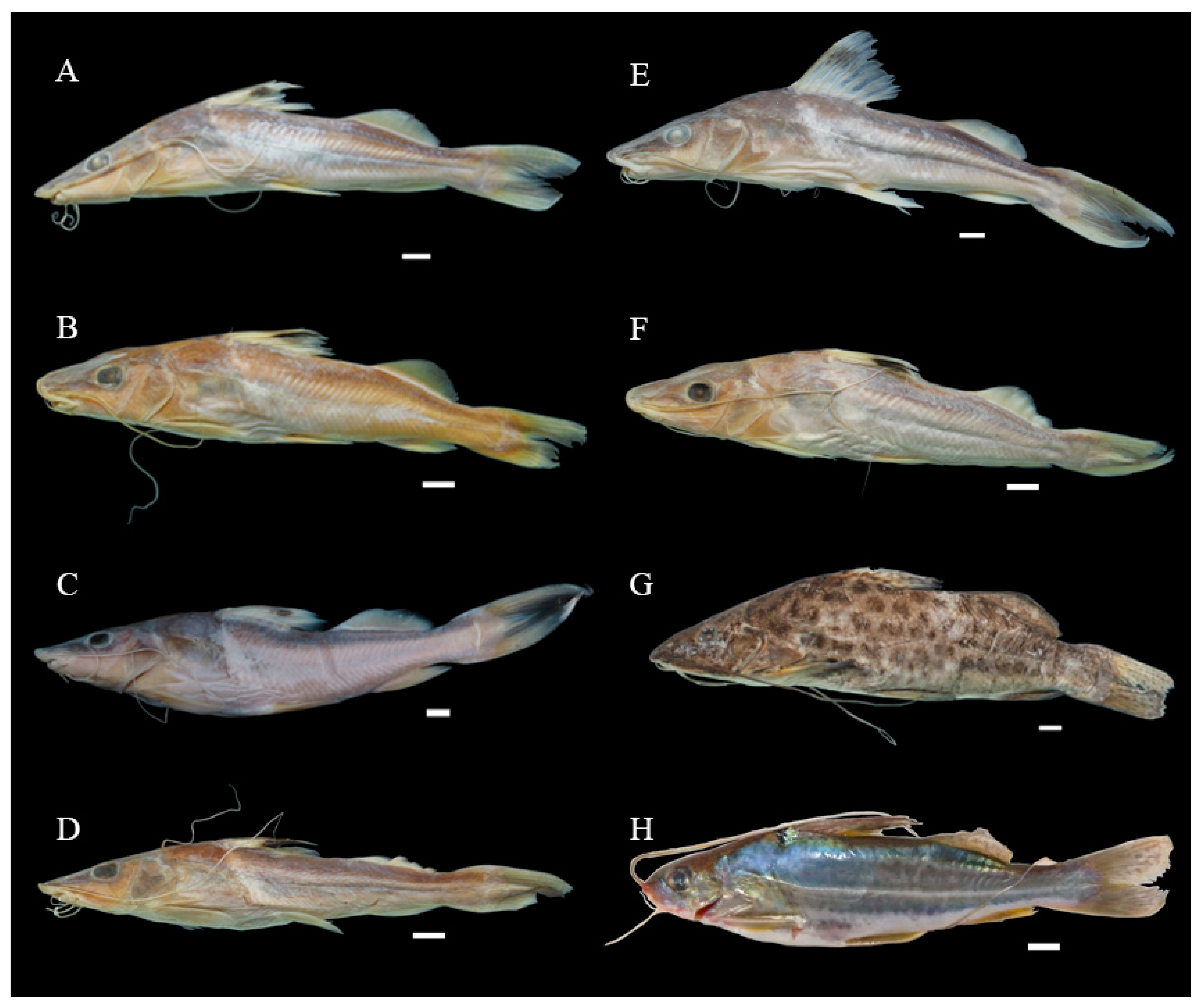 Biology 13 00162 g003 Biology 13 00162 g003
