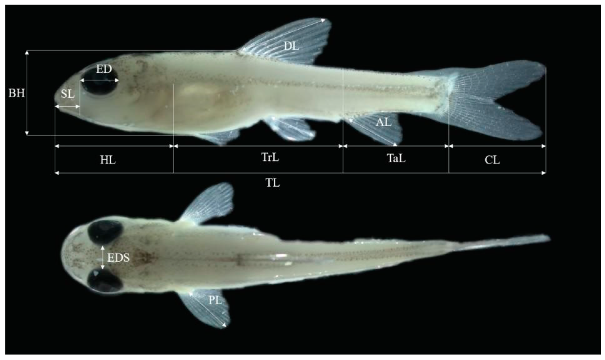 Allometric Growth Pattern and Hunger Tolerance of Hemibarbus Allometric Growth Pattern and Hunger Tolerance of Hemibarbus