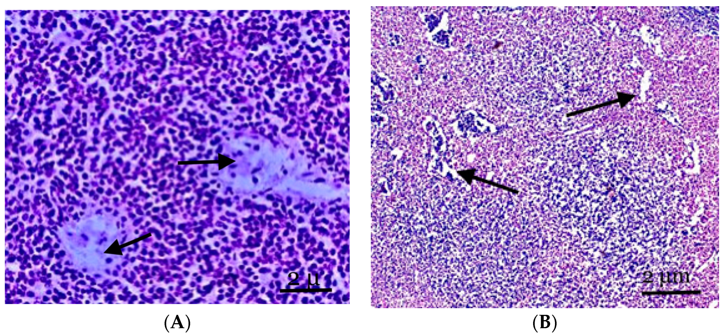 Biology 13 00166 g002 Biology 13 00166 g002