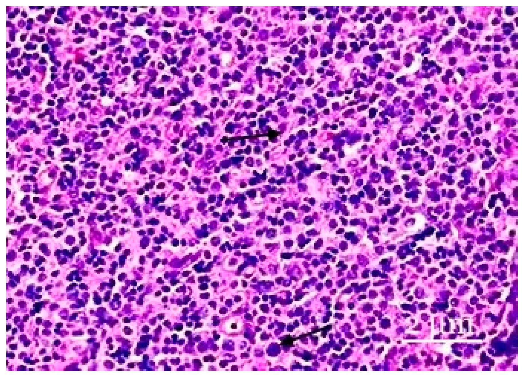 Biology 13 00166 g003 Biology 13 00166 g003