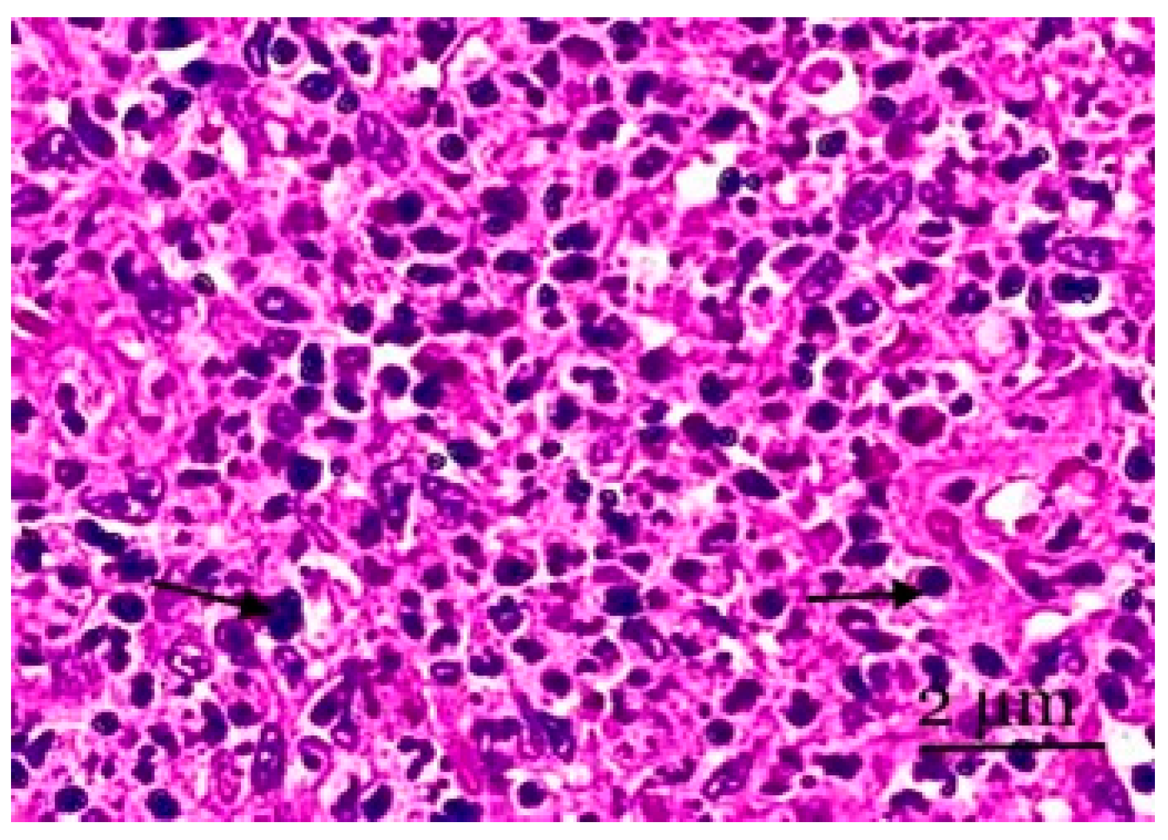 Biology 13 00166 g004 Biology 13 00166 g004