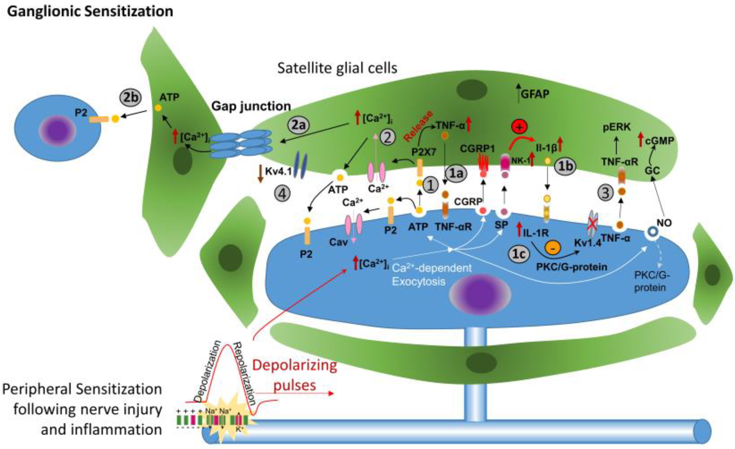 Biology 13 00167 g002