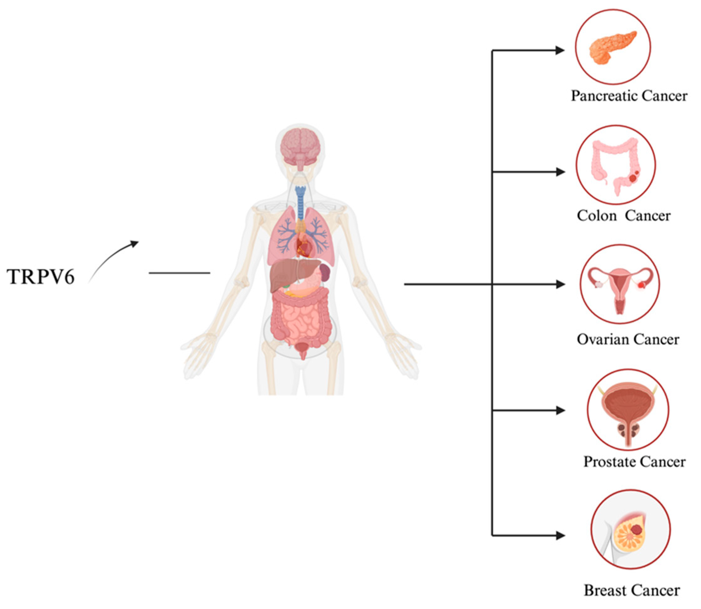 Biology 13 00168 g004 Biology 13 00168 g004