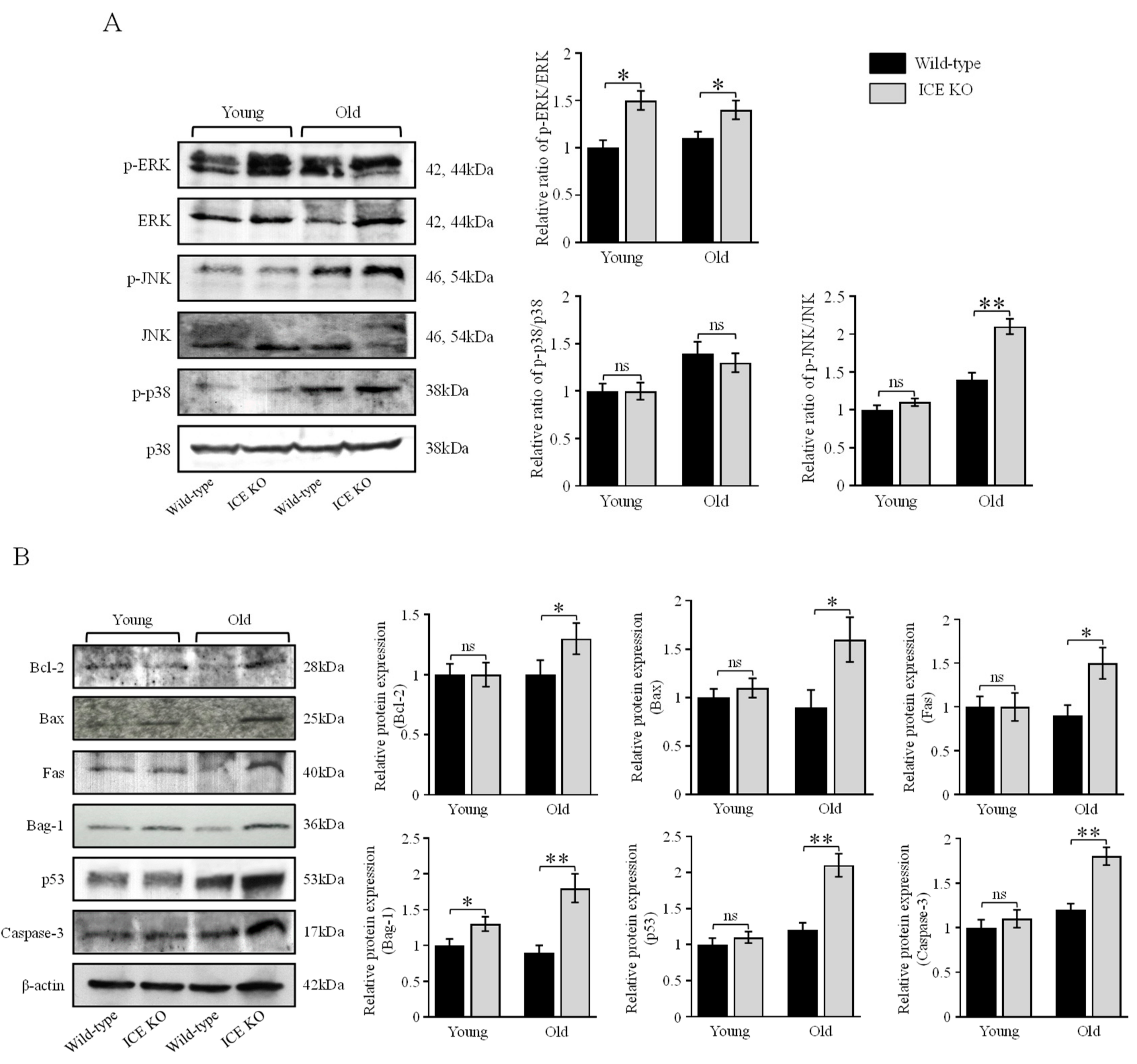 Biology 13 00172 g004 Biology 13 00172 g004