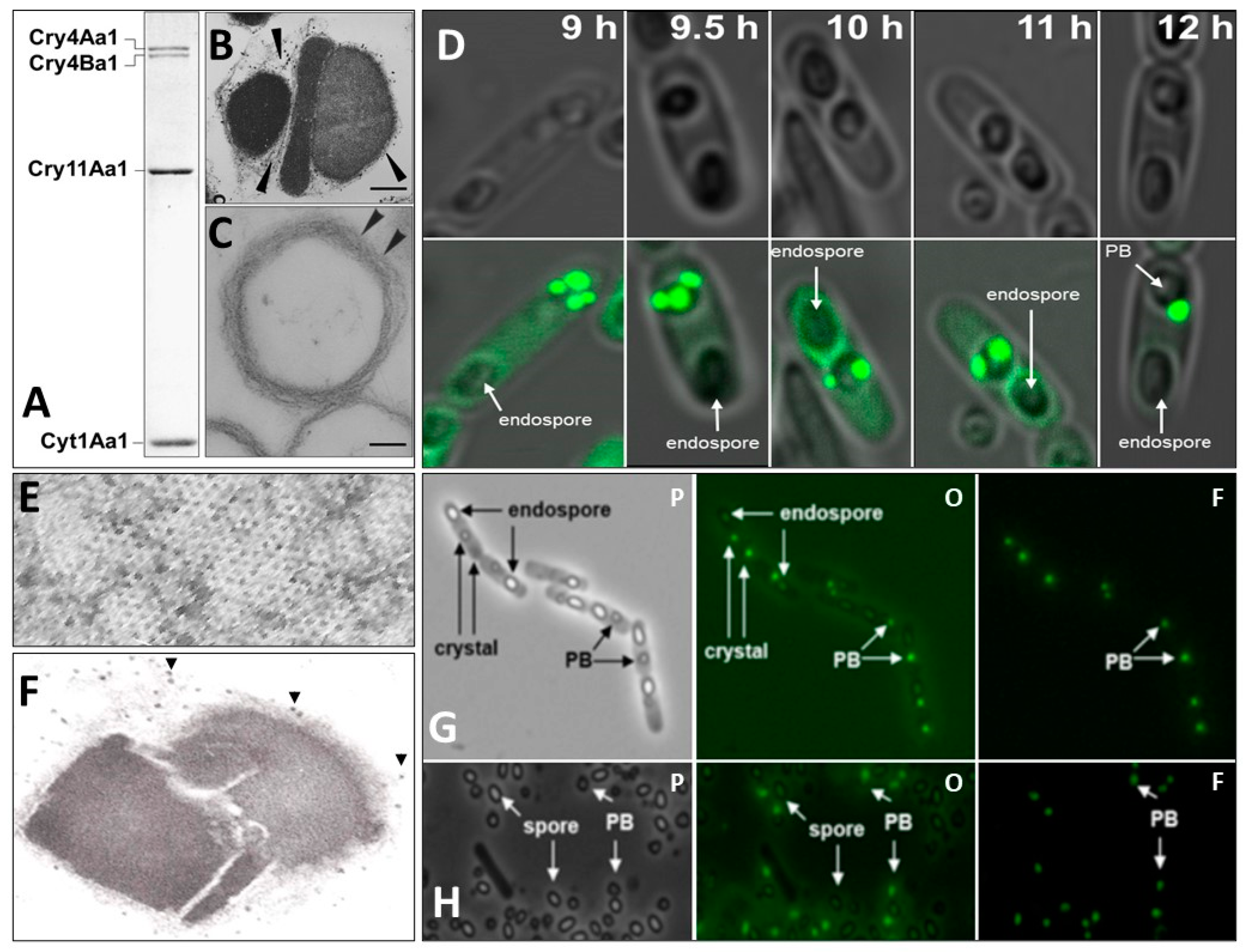 Biology 13 00182 g001 Biology 13 00182 g001