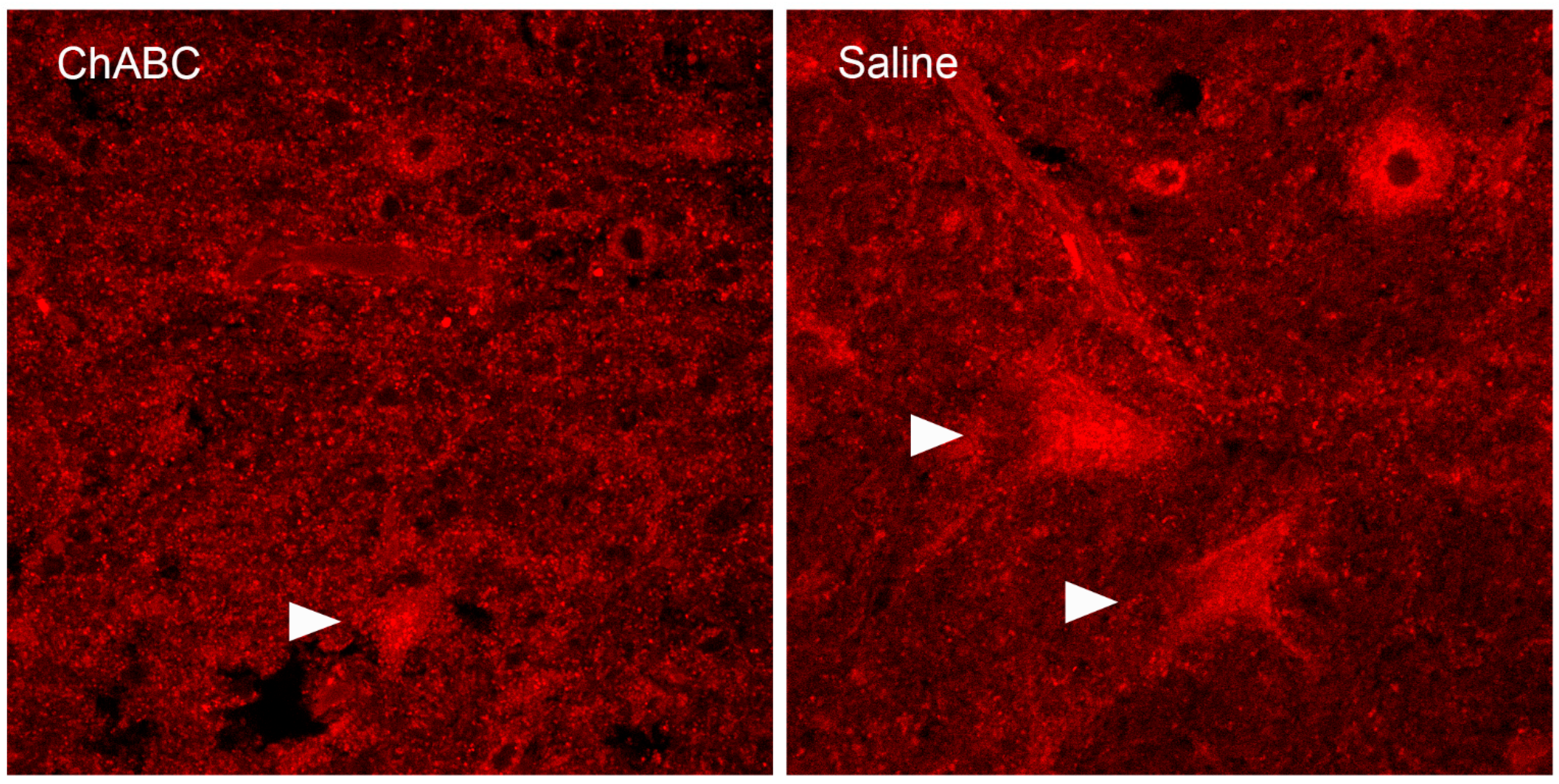 Biology 13 00200 g004 Biology 13 00200 g004