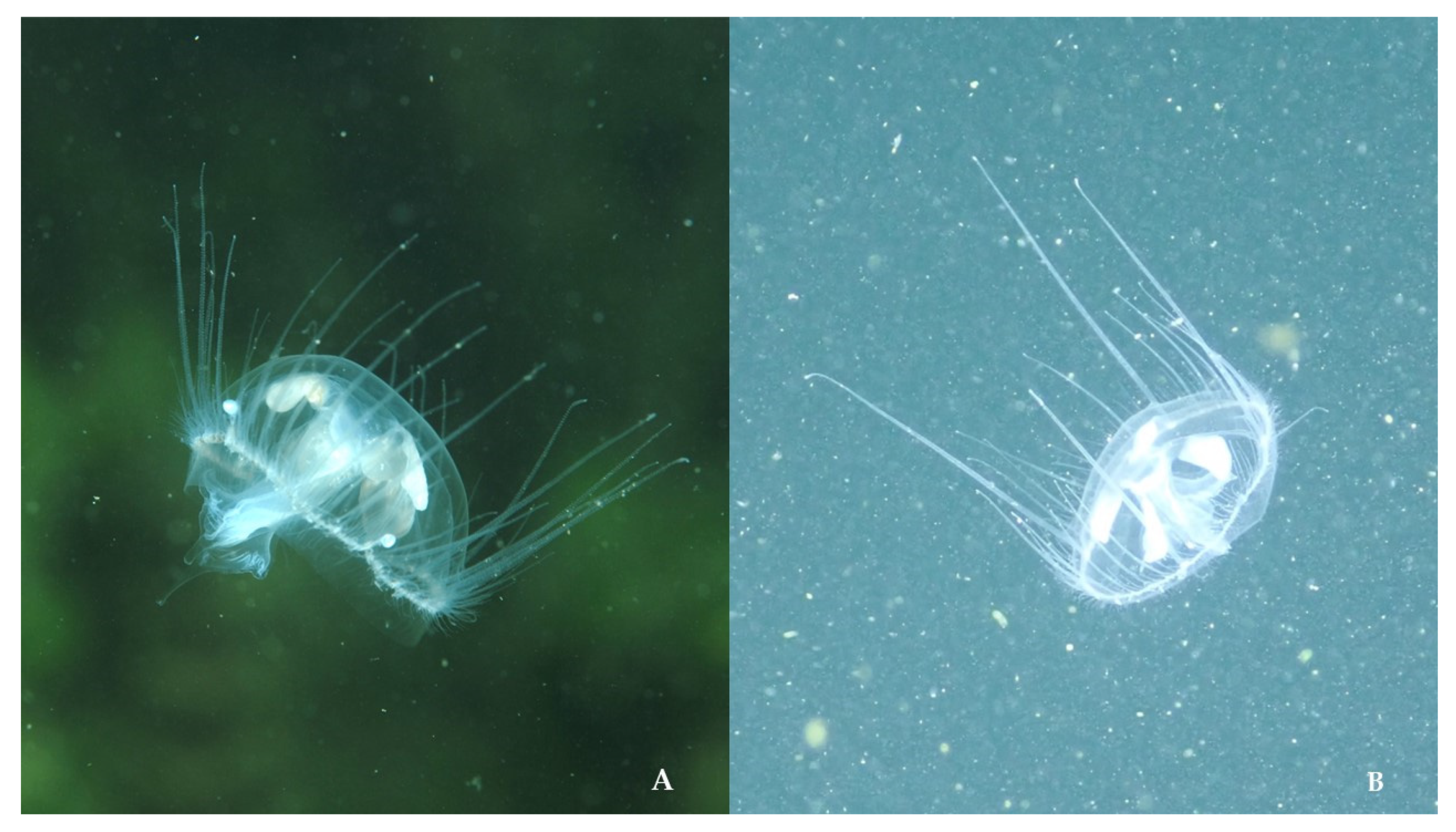 Biology 13 00202 g005 Biology 13 00202 g005