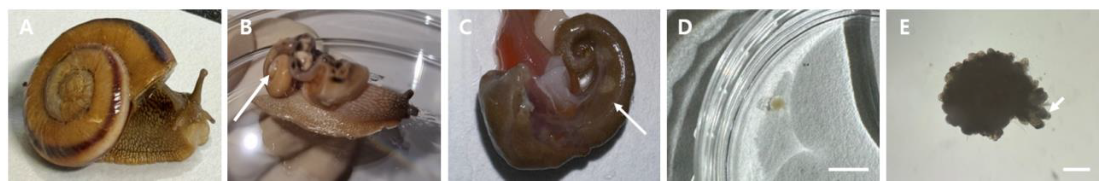 Biology 13 00205 g001 Biology 13 00205 g001