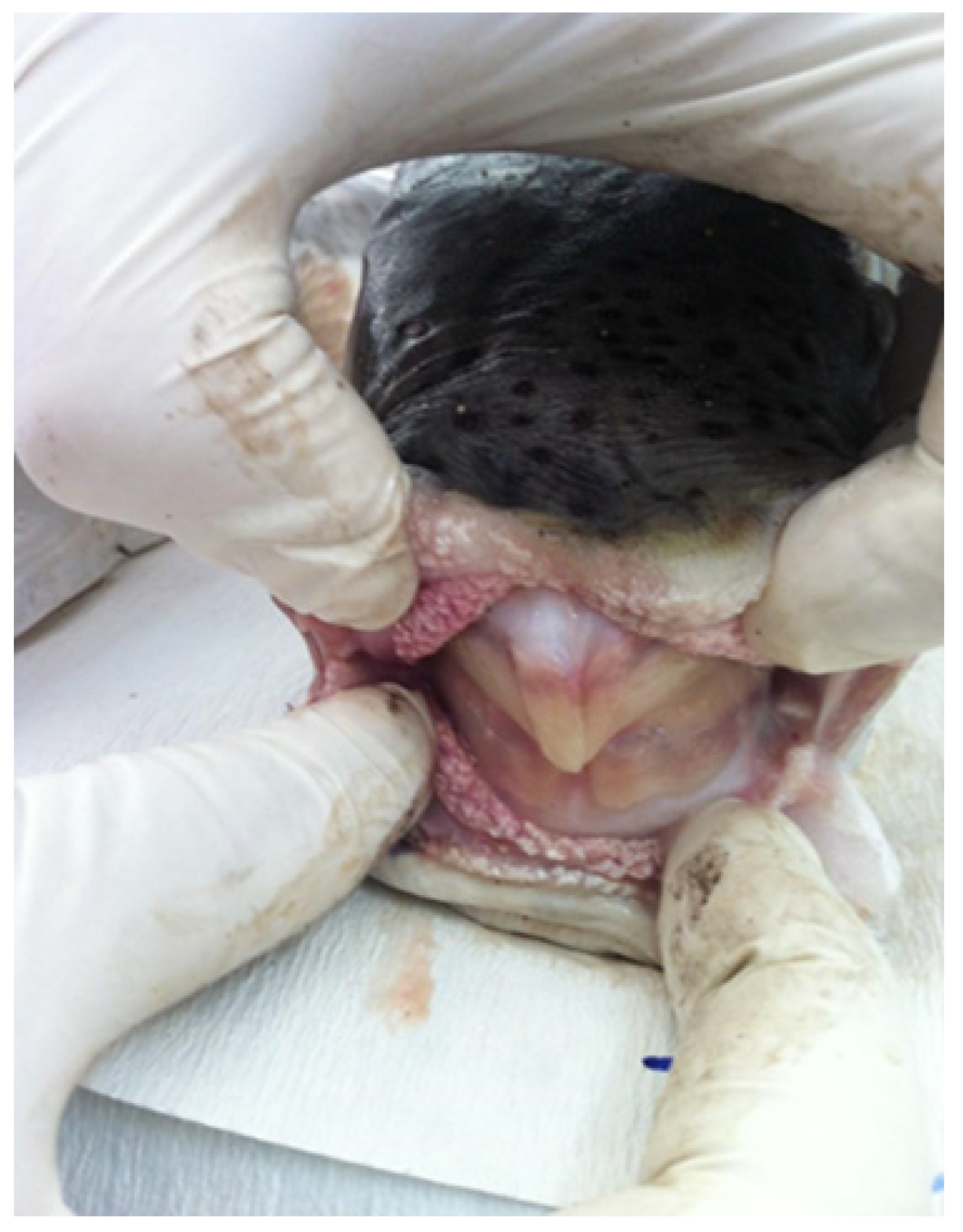 Biology 13 00208 g002