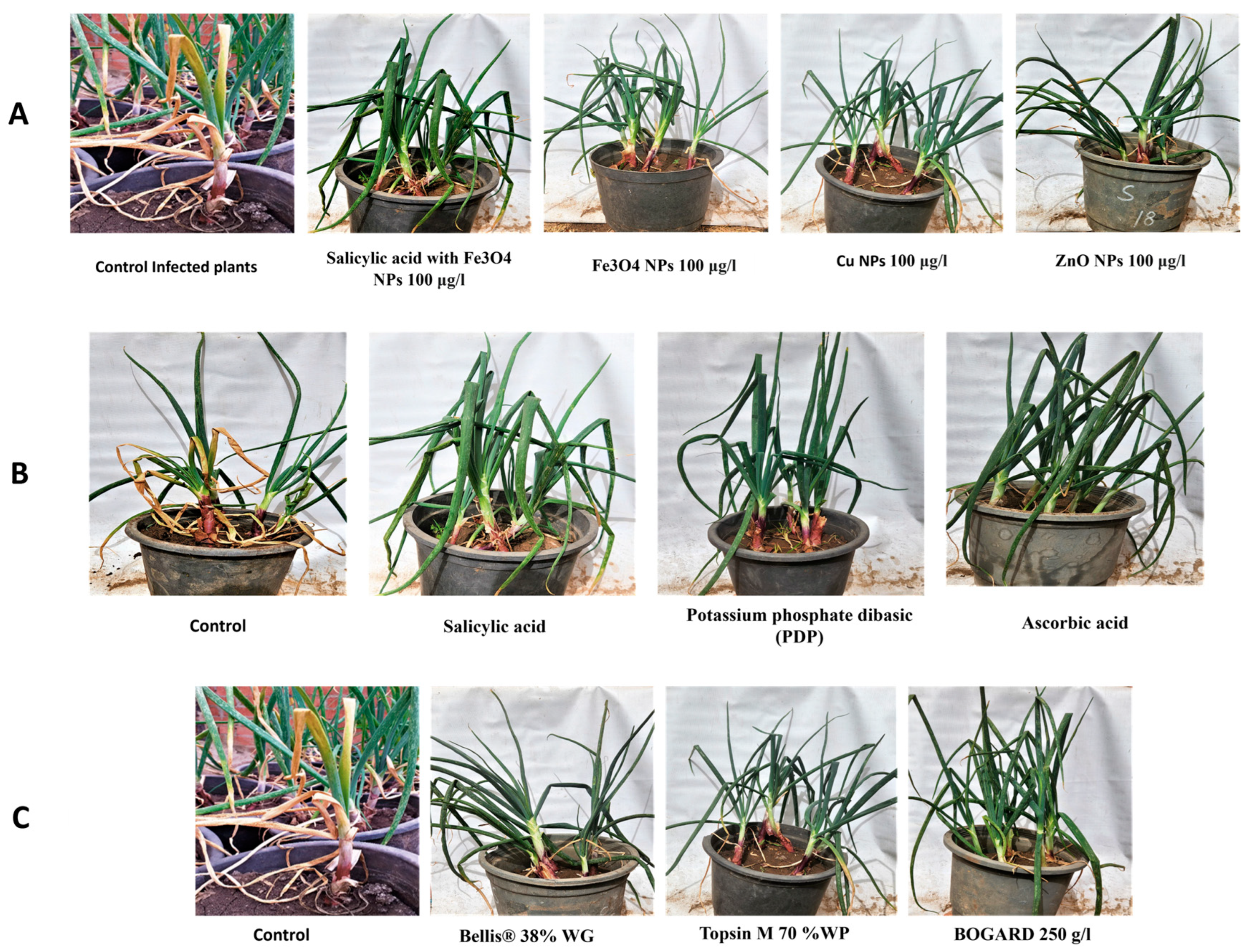 Biology 13 00219 g002