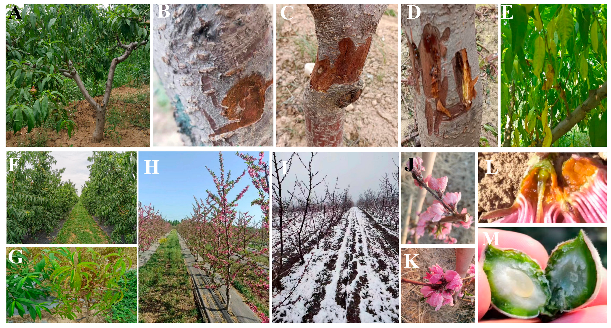 Biology 13 00222 g002