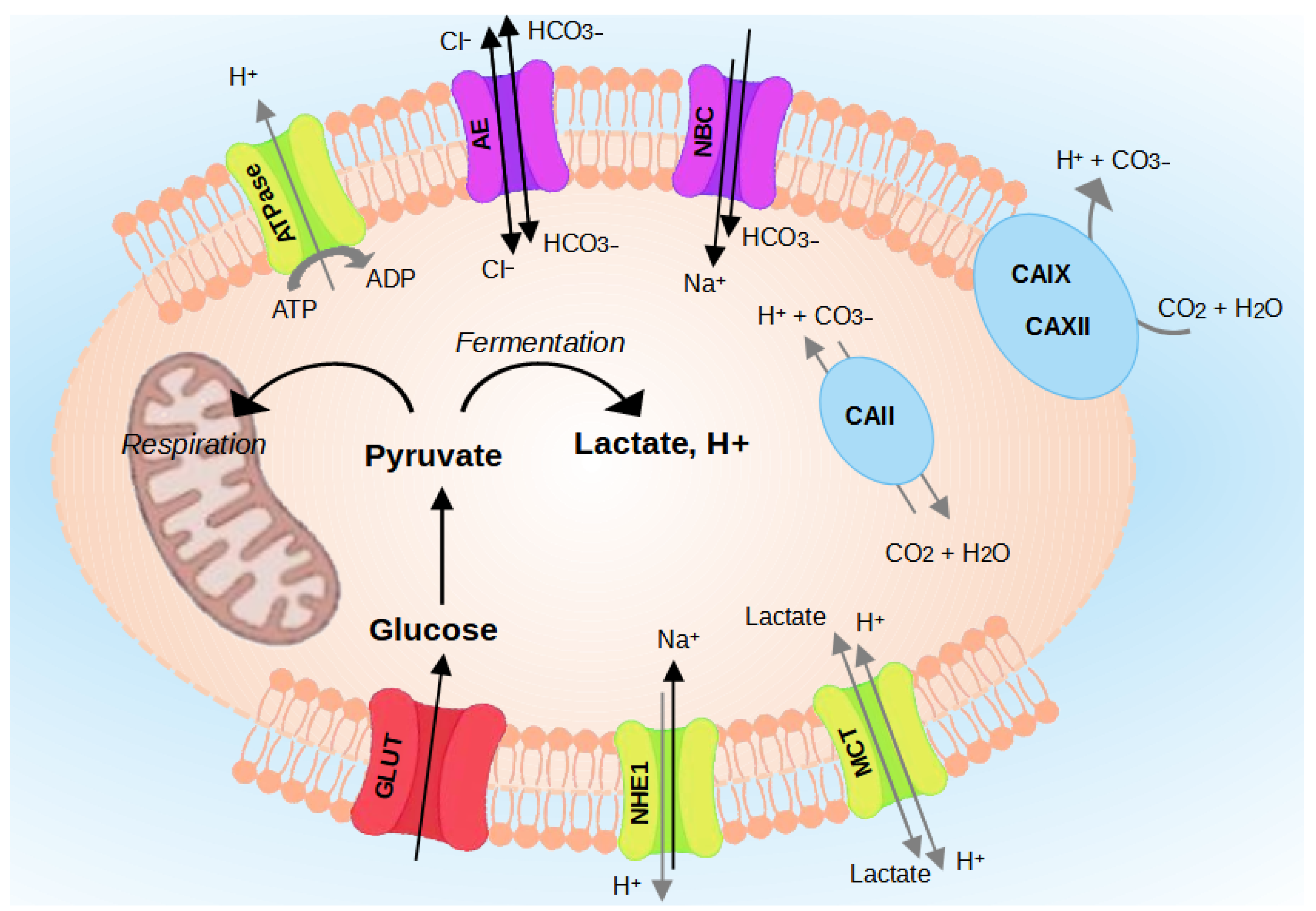 Biology 13 00225 g003