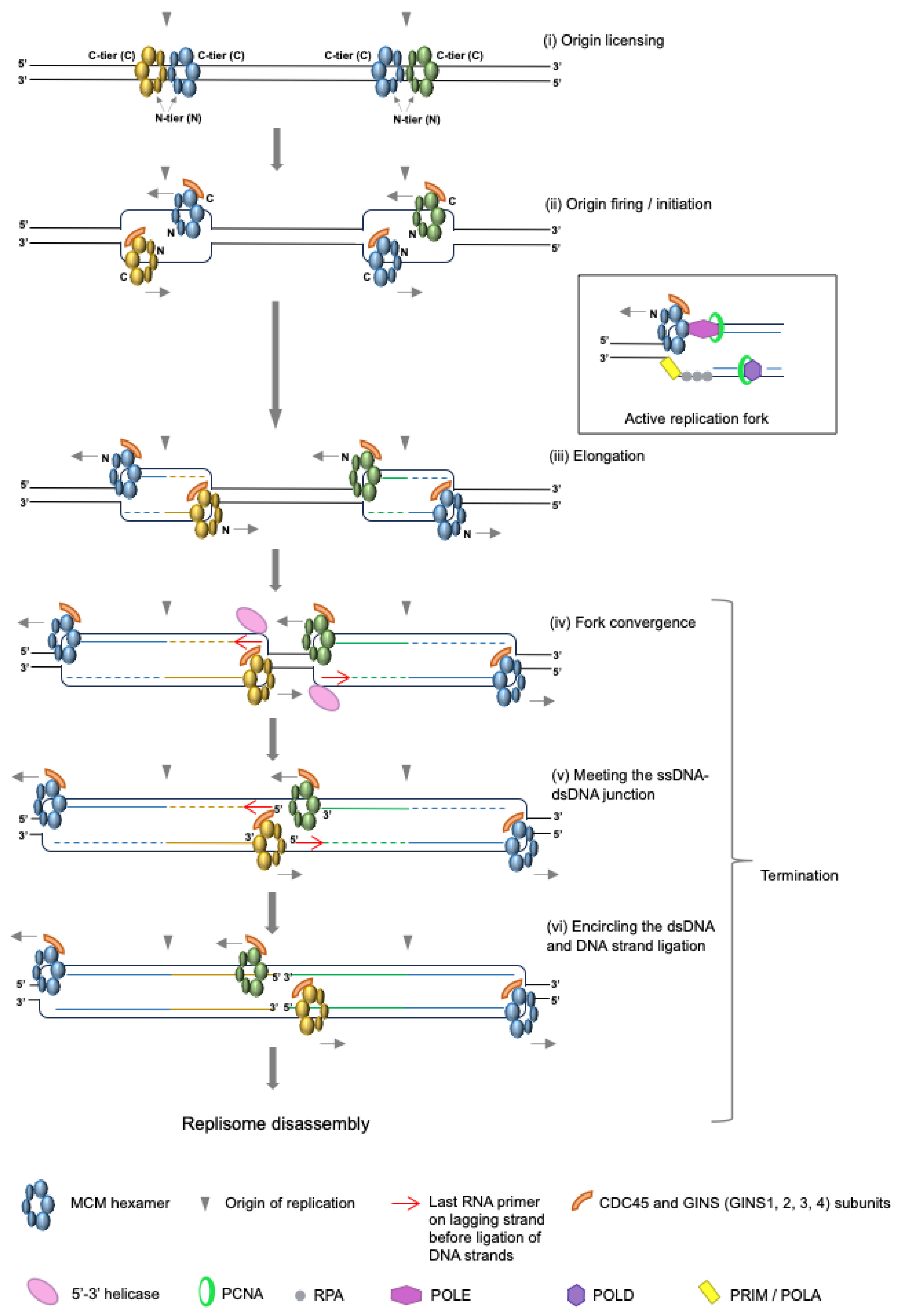 Biology 13 00233 g001 Biology 13 00233 g001
