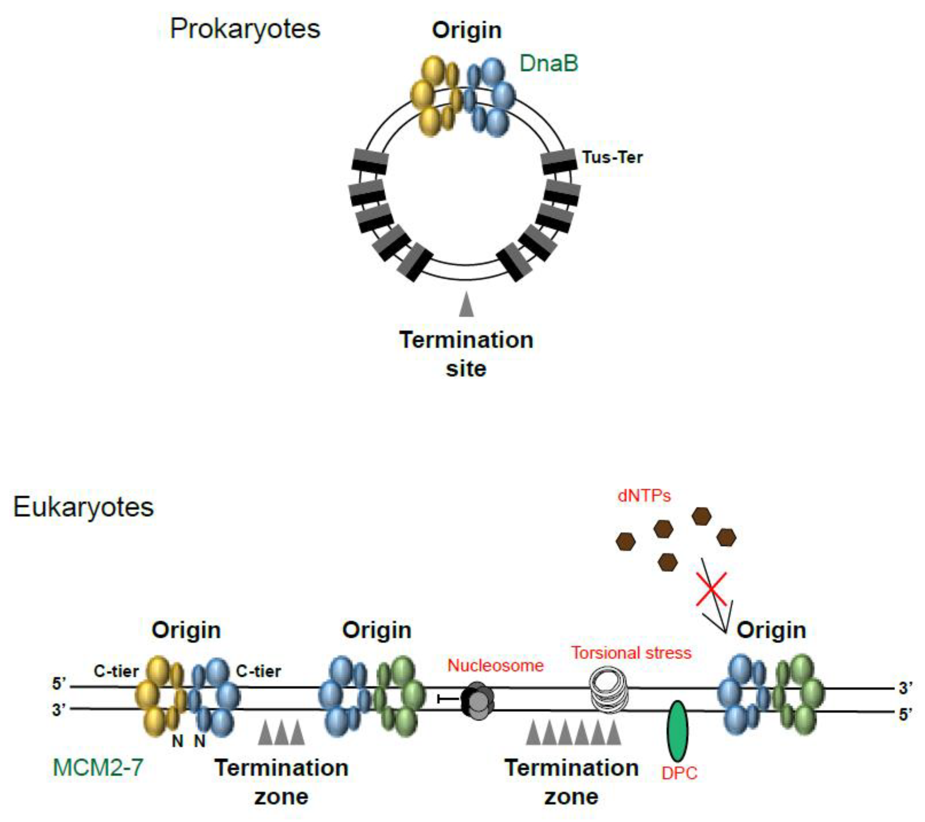 Biology 13 00233 g002 Biology 13 00233 g002