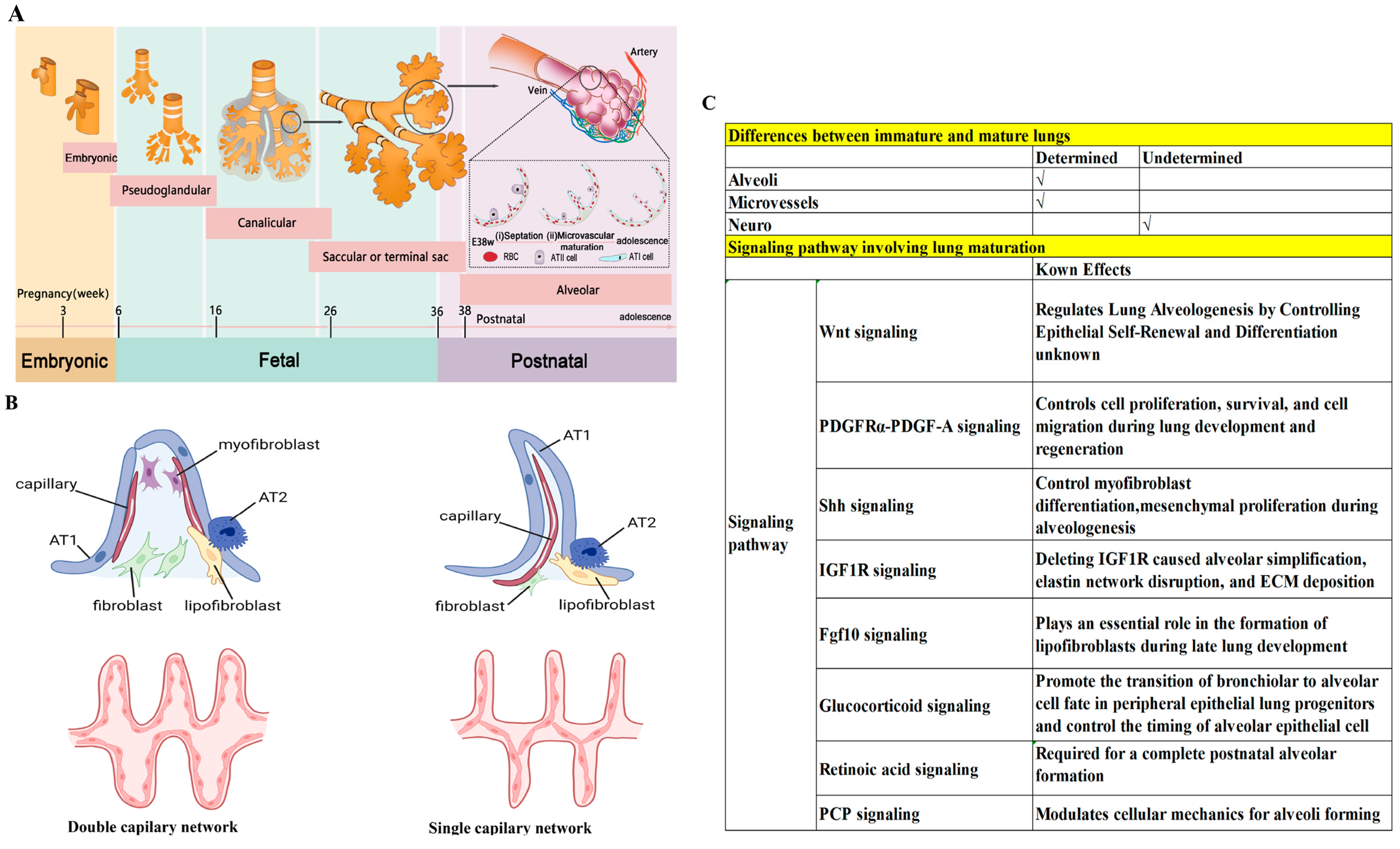 Biology 13 00234 g002
