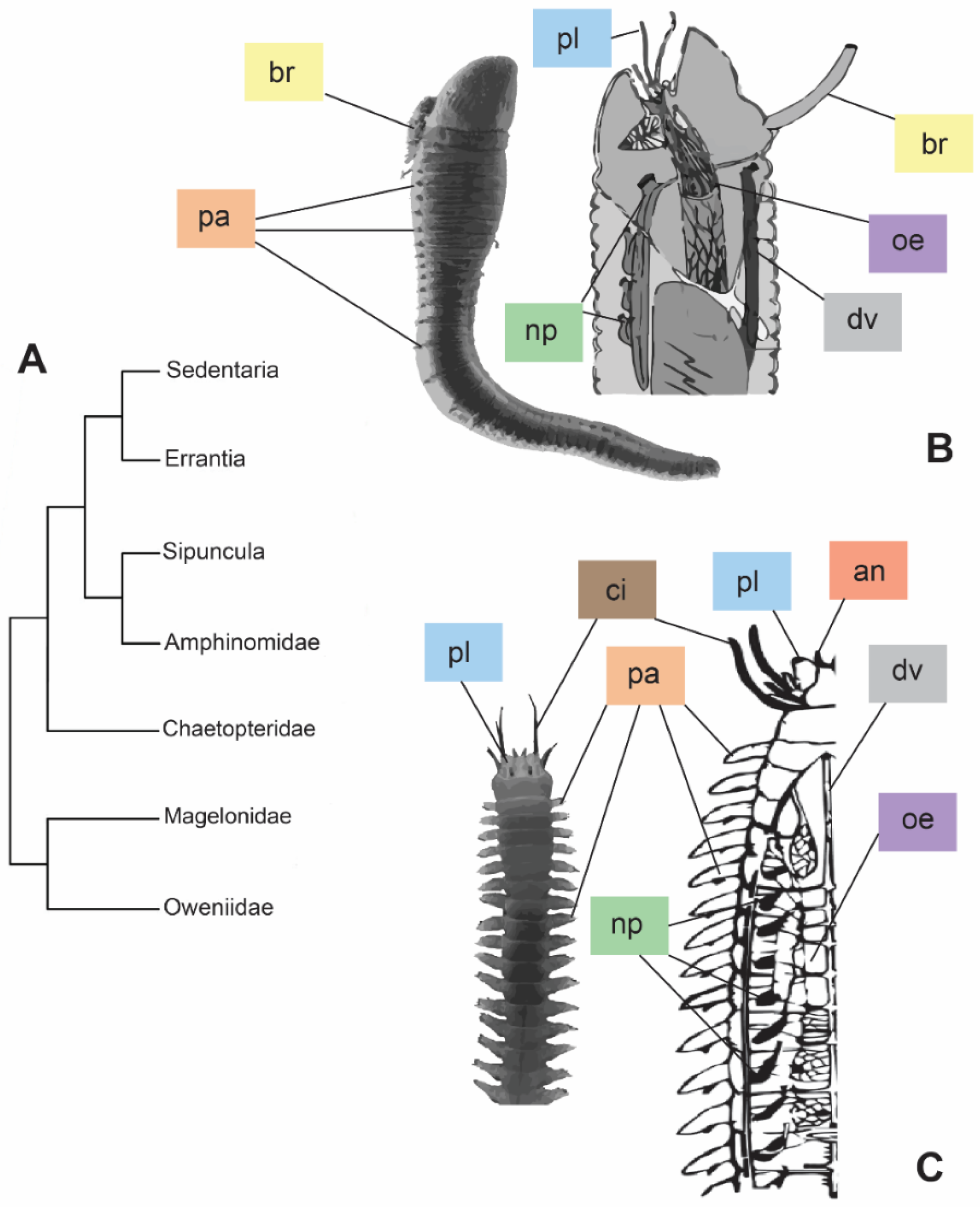 Biology 13 00235 g001 Biology 13 00235 g001