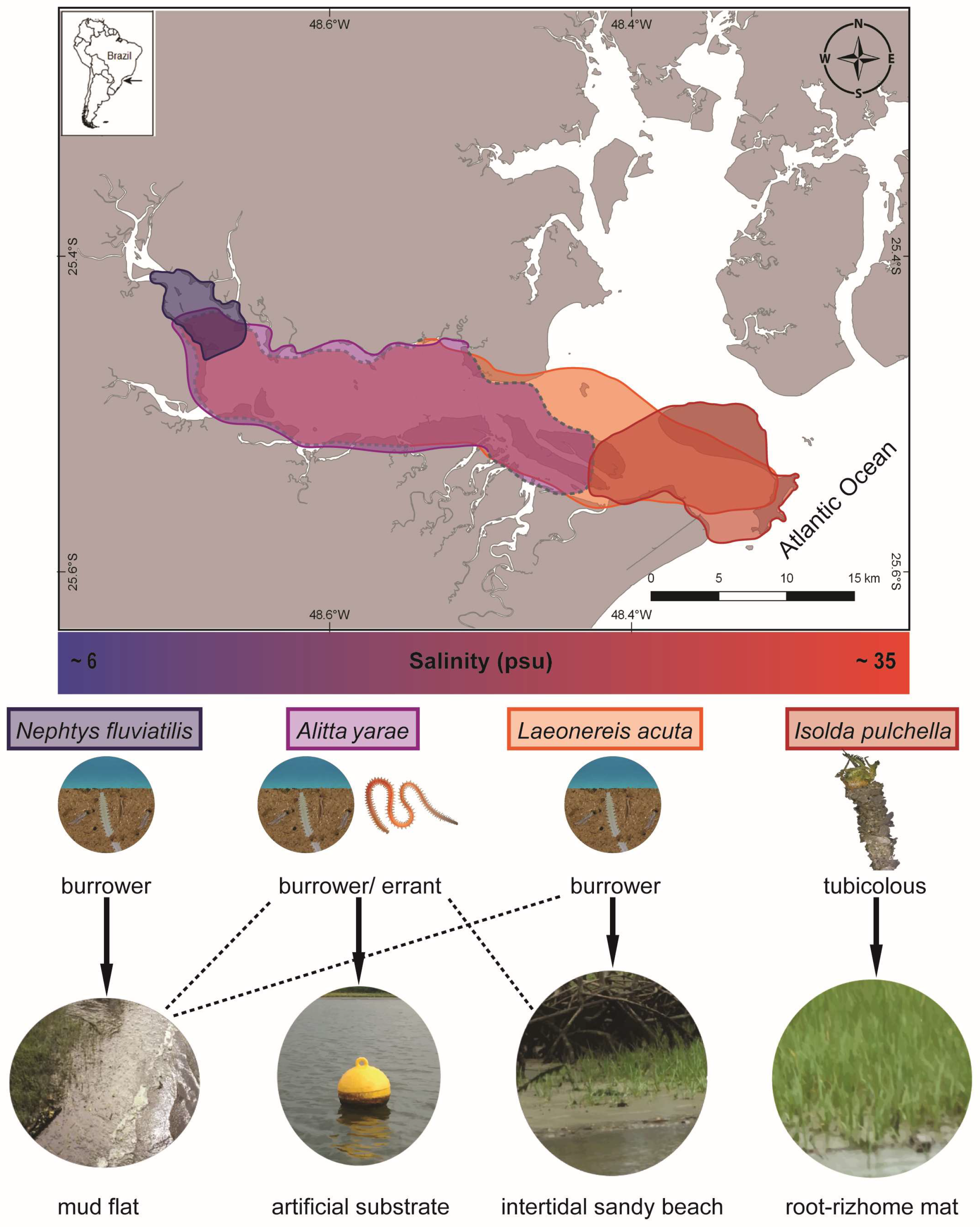 Biology 13 00235 g002 Biology 13 00235 g002