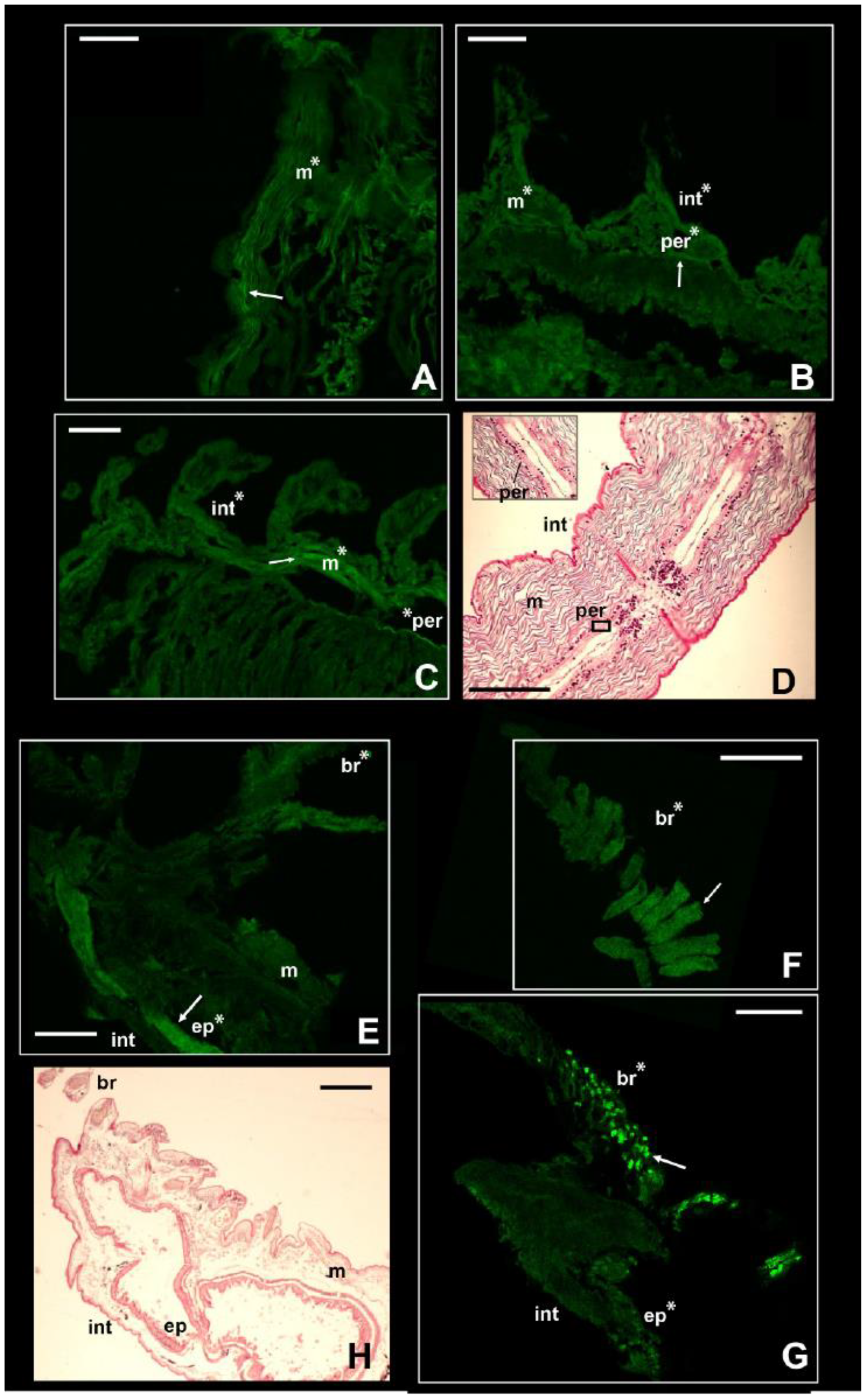 Biology 13 00235 g004 Biology 13 00235 g004
