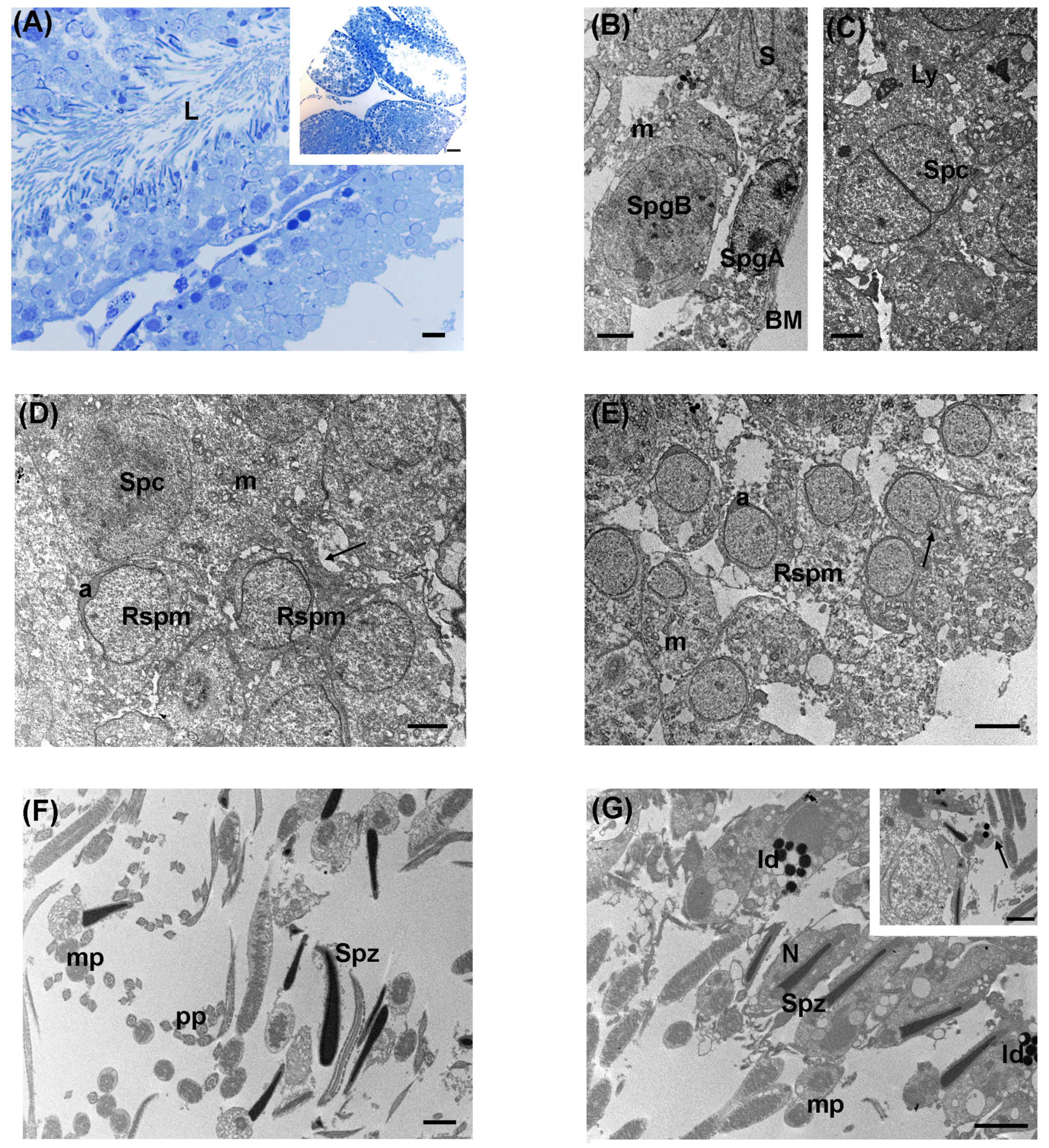 Biology 13 00239 g003