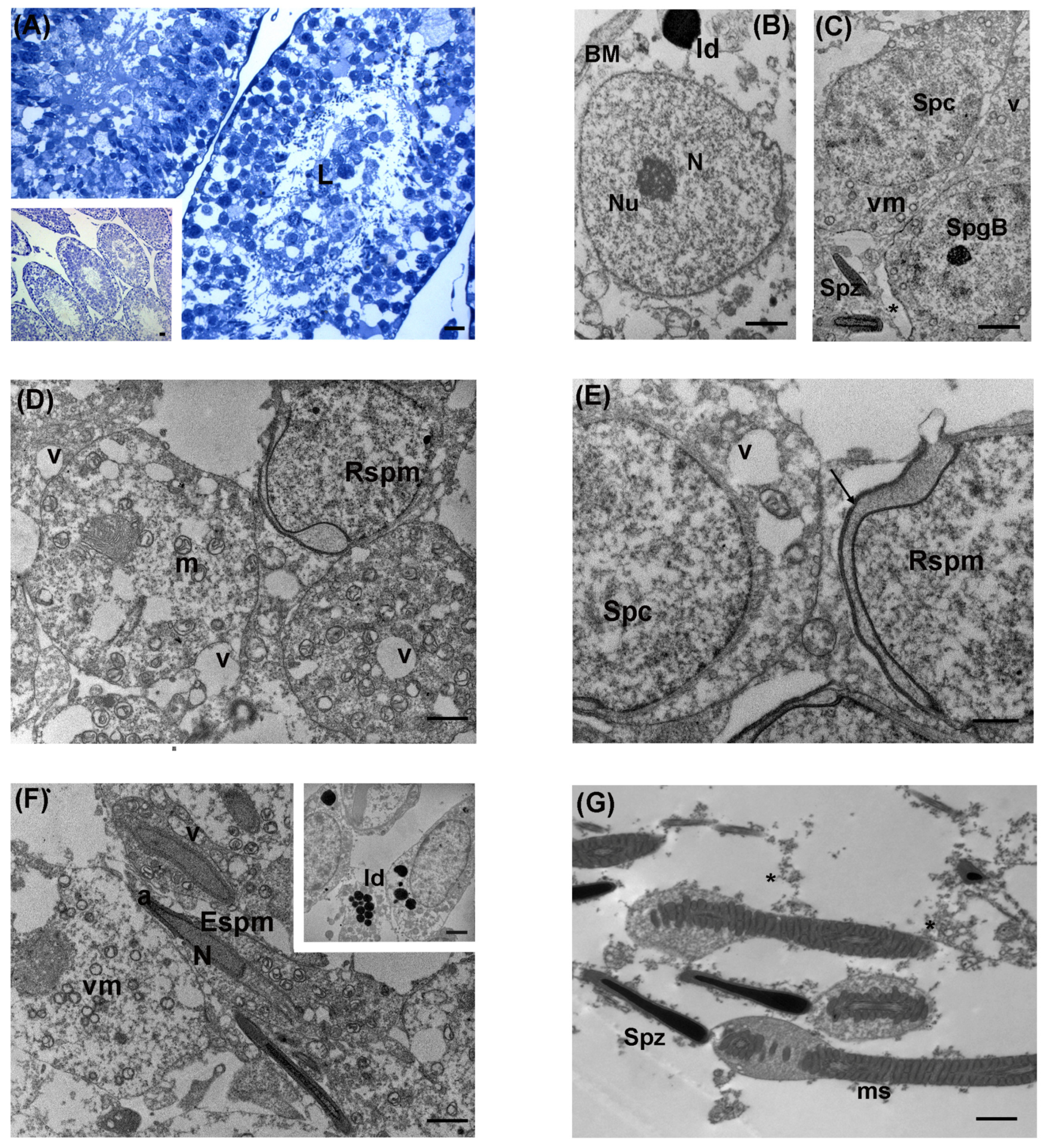Biology 13 00239 g005
