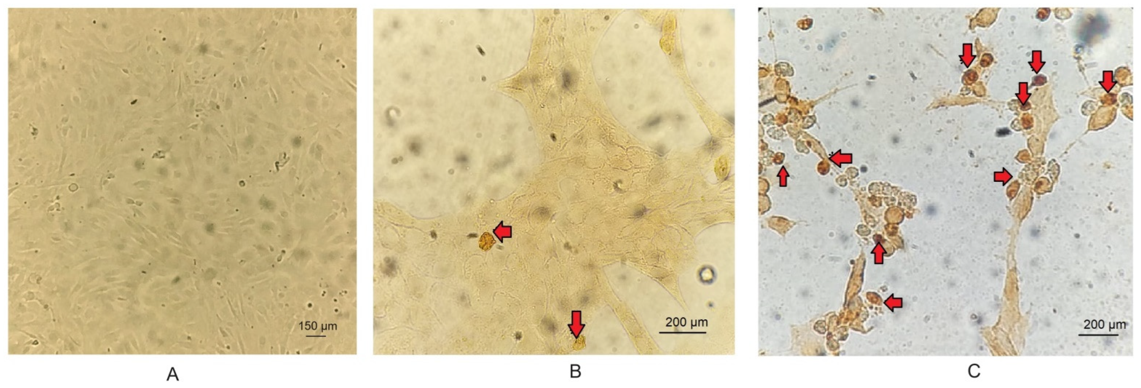 Biology 13 00249 g004 Biology 13 00249 g004