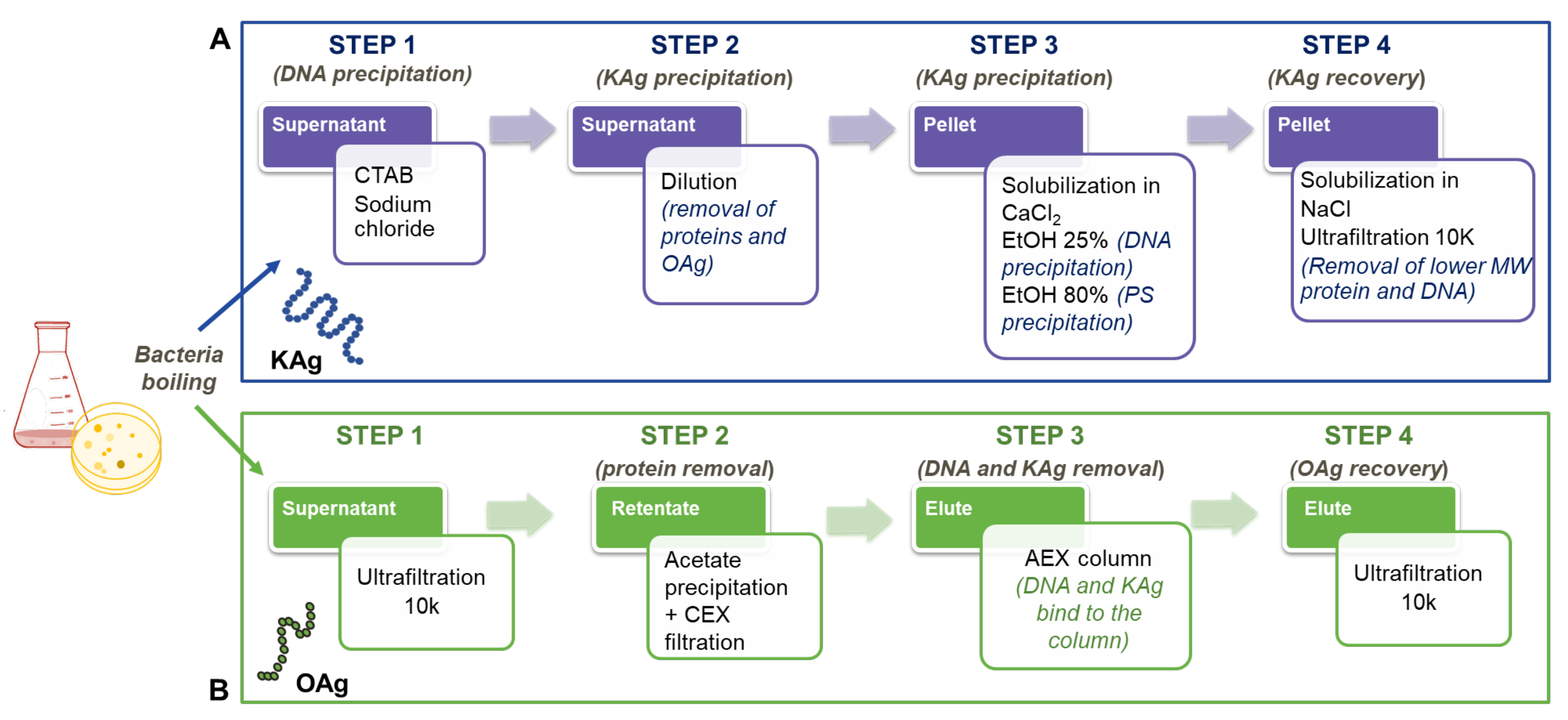 Biology 13 00256 g001