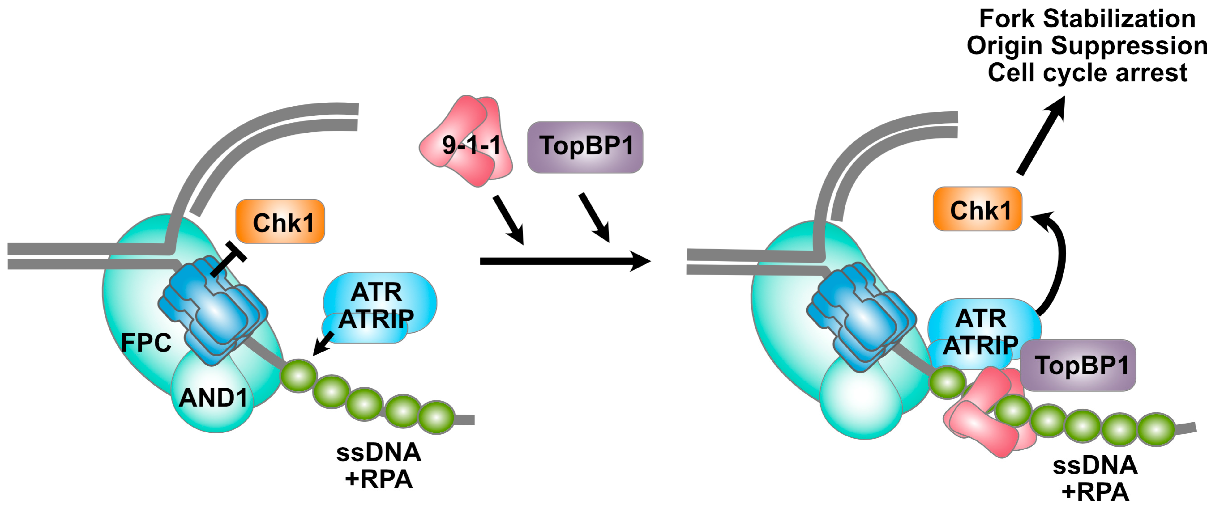 Biology 13 00258 g003 Biology 13 00258 g003