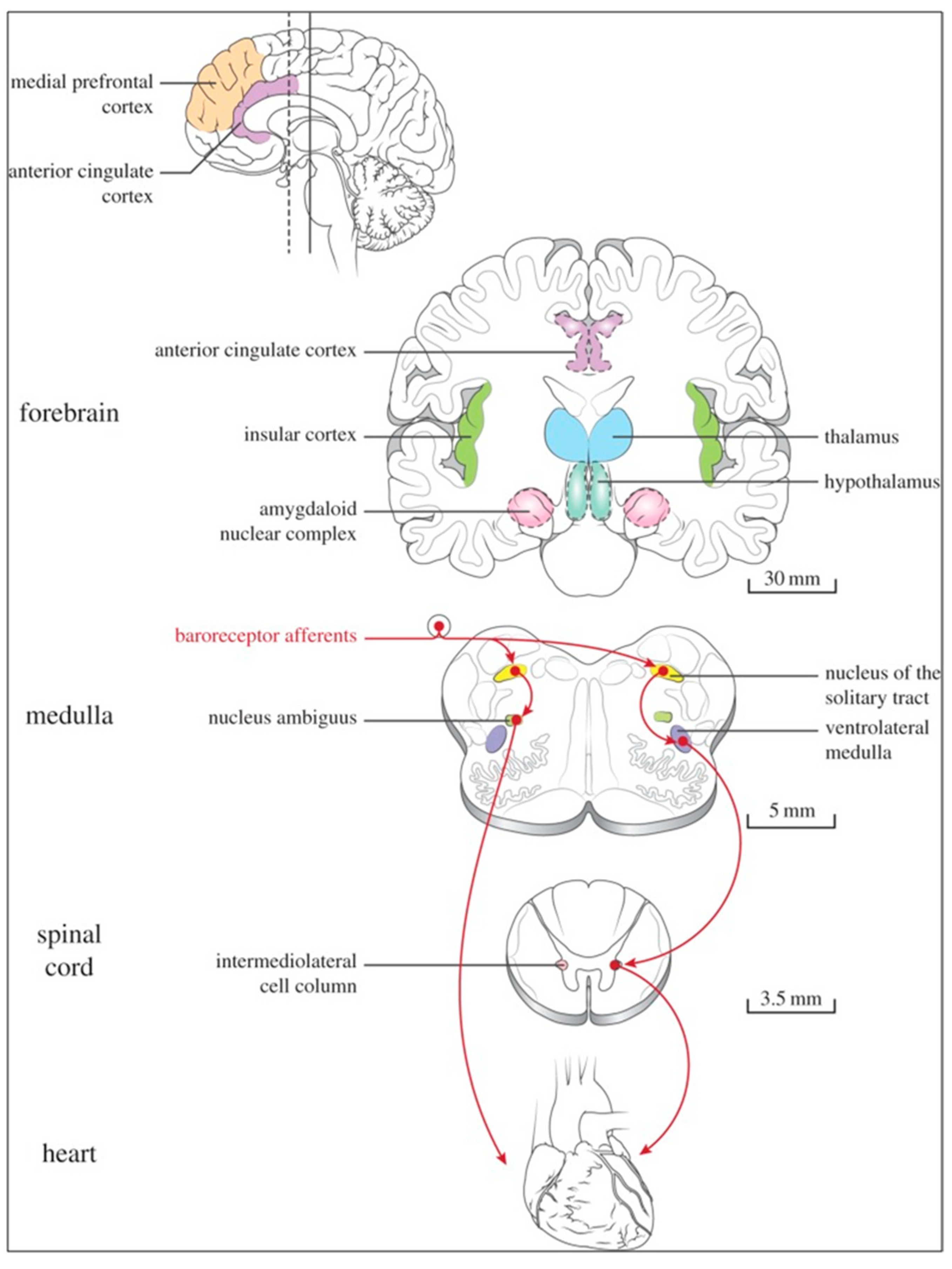 Biology 13 00266 g007