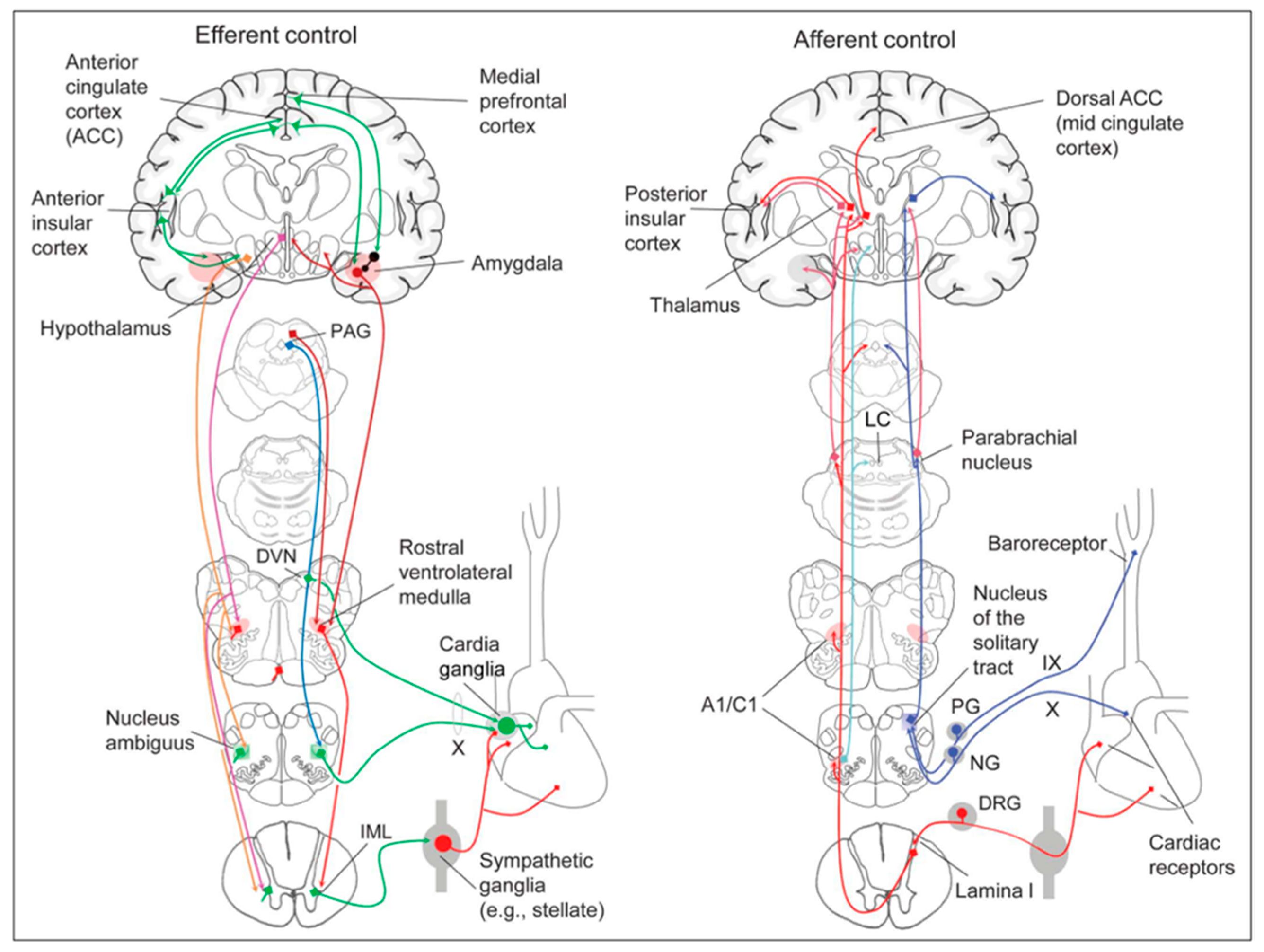 Biology 13 00266 g008
