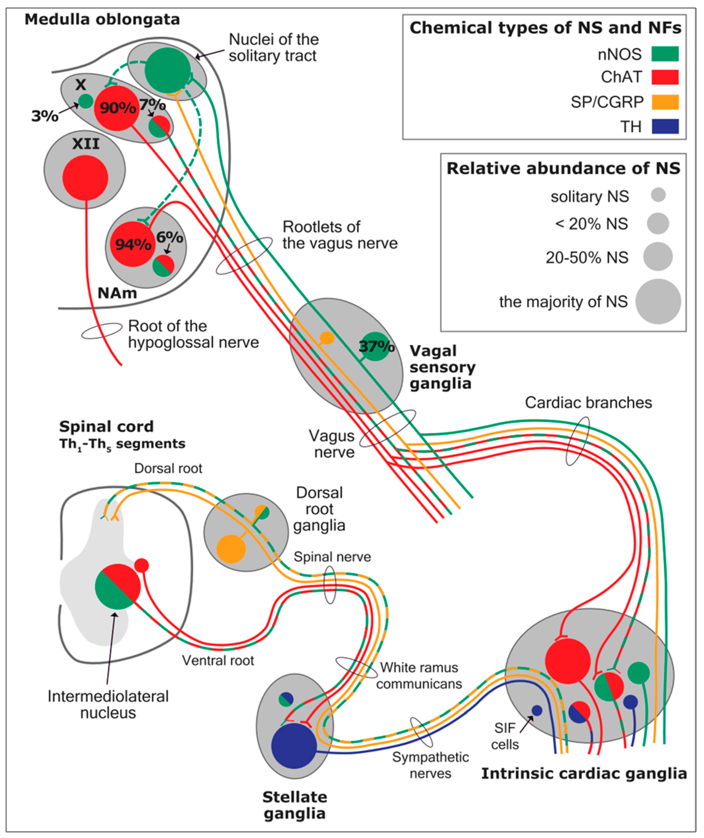 Biology 13 00266 g012