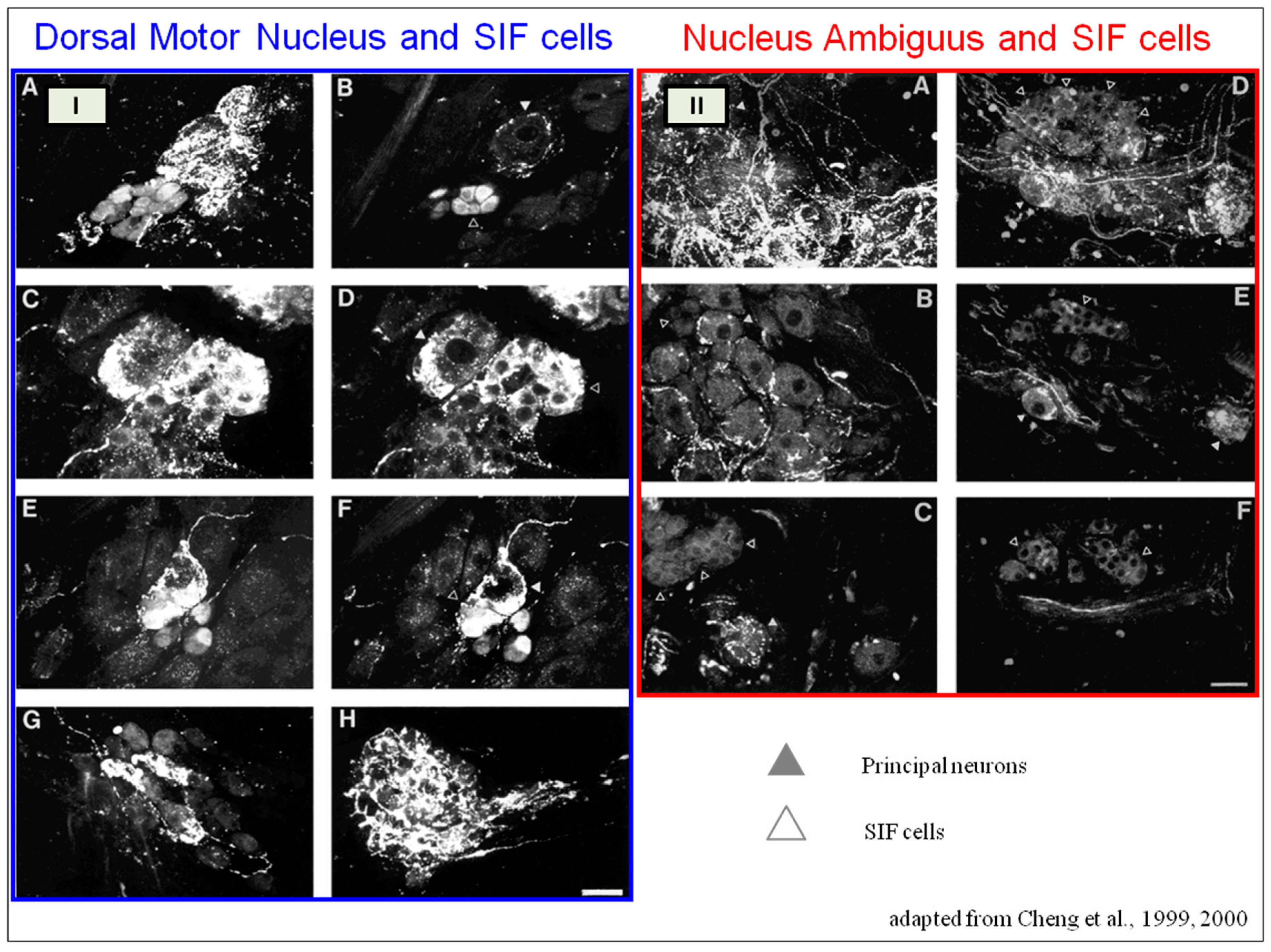 Biology 13 00266 g013