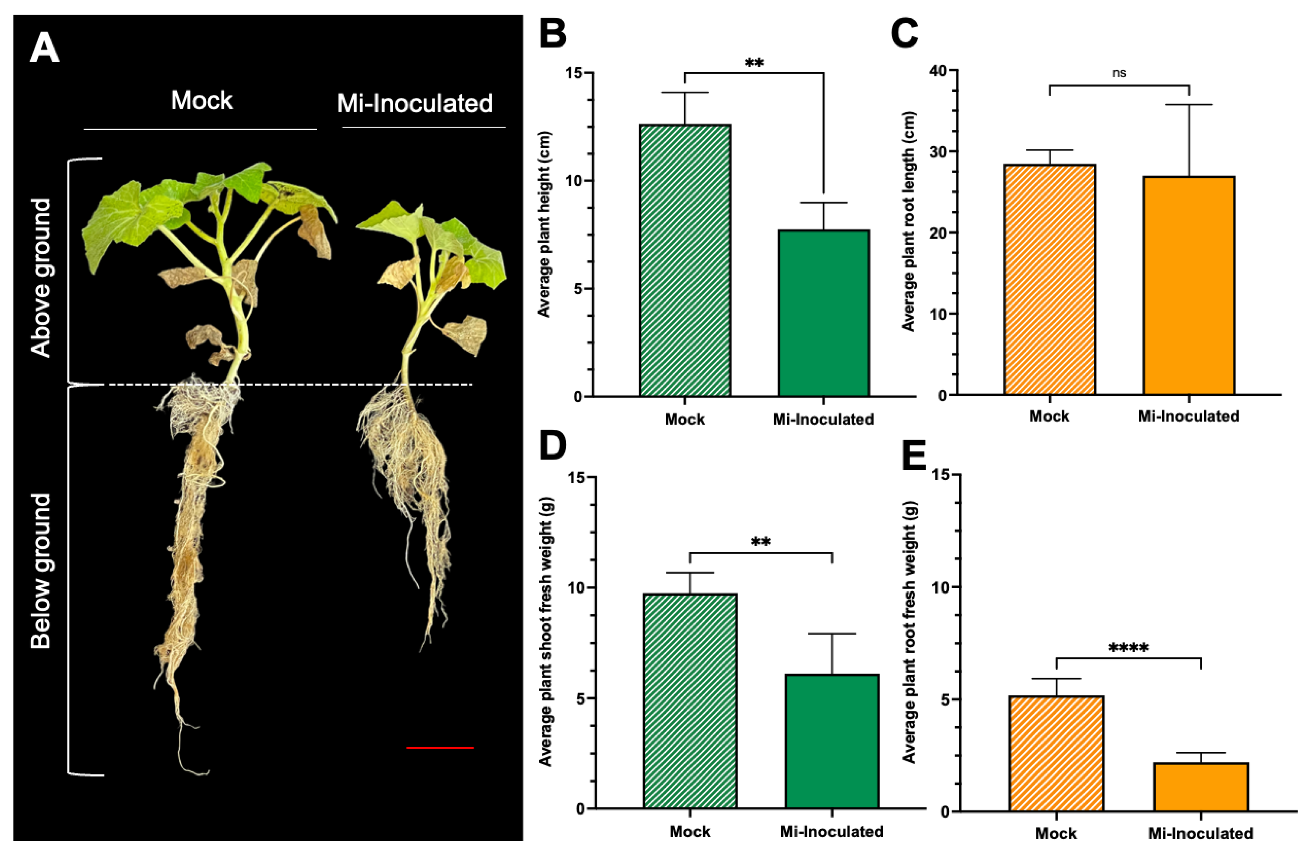 Biology 13 00267 g001