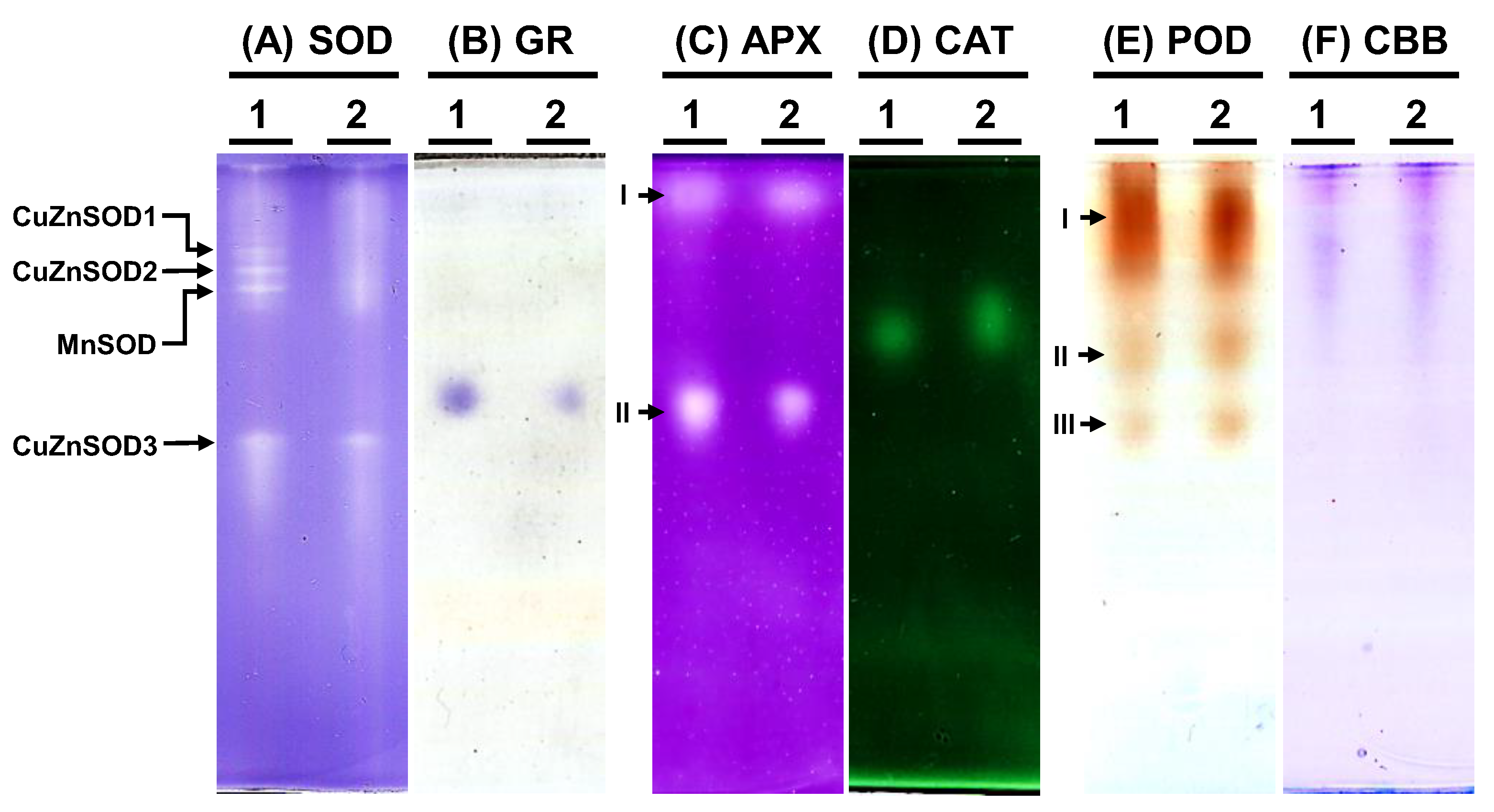 Biology 13 00267 g007