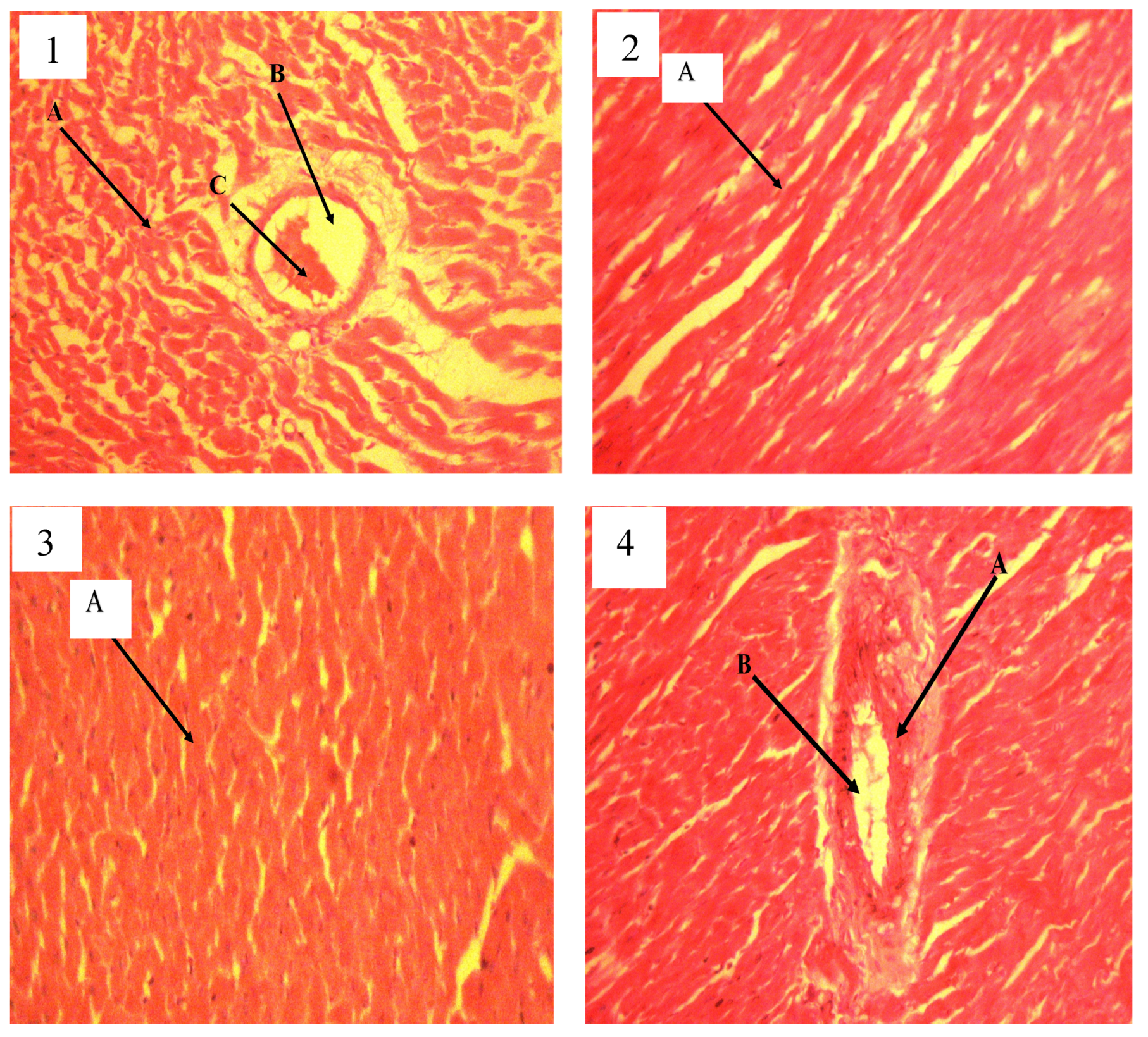 Biology 13 00270 g007