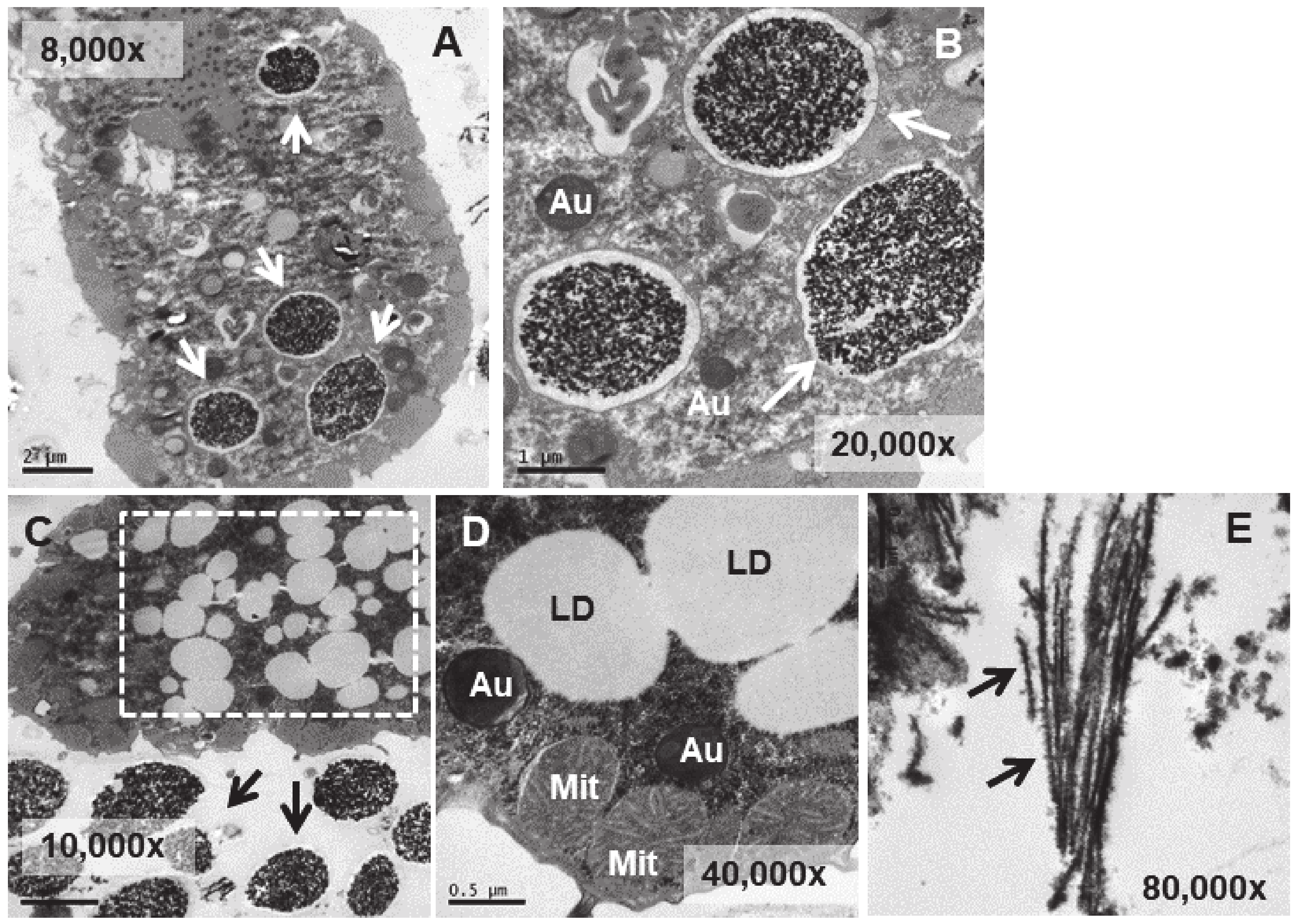 Biology 13 00285 g008