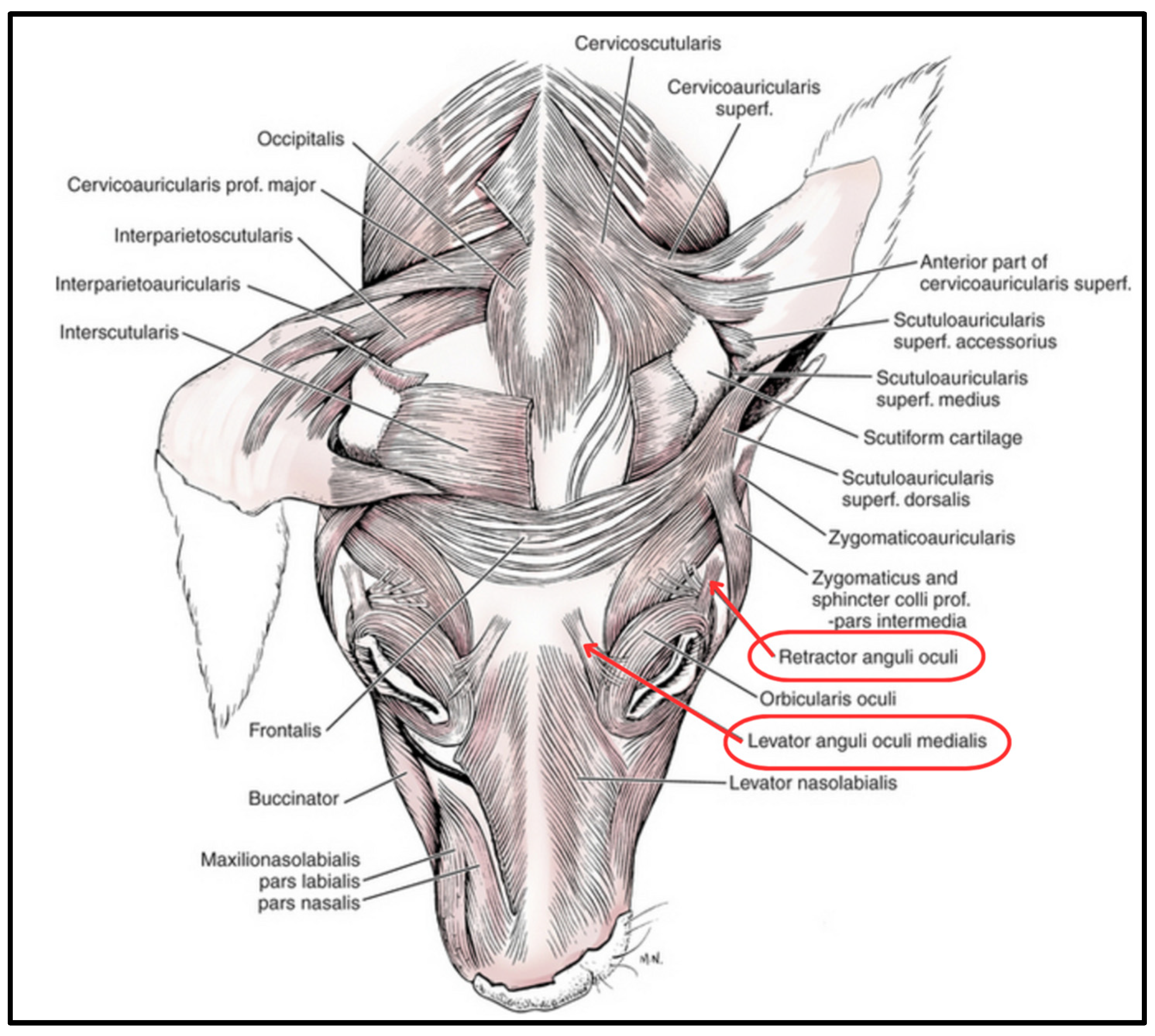 Biology 13 00290 g001