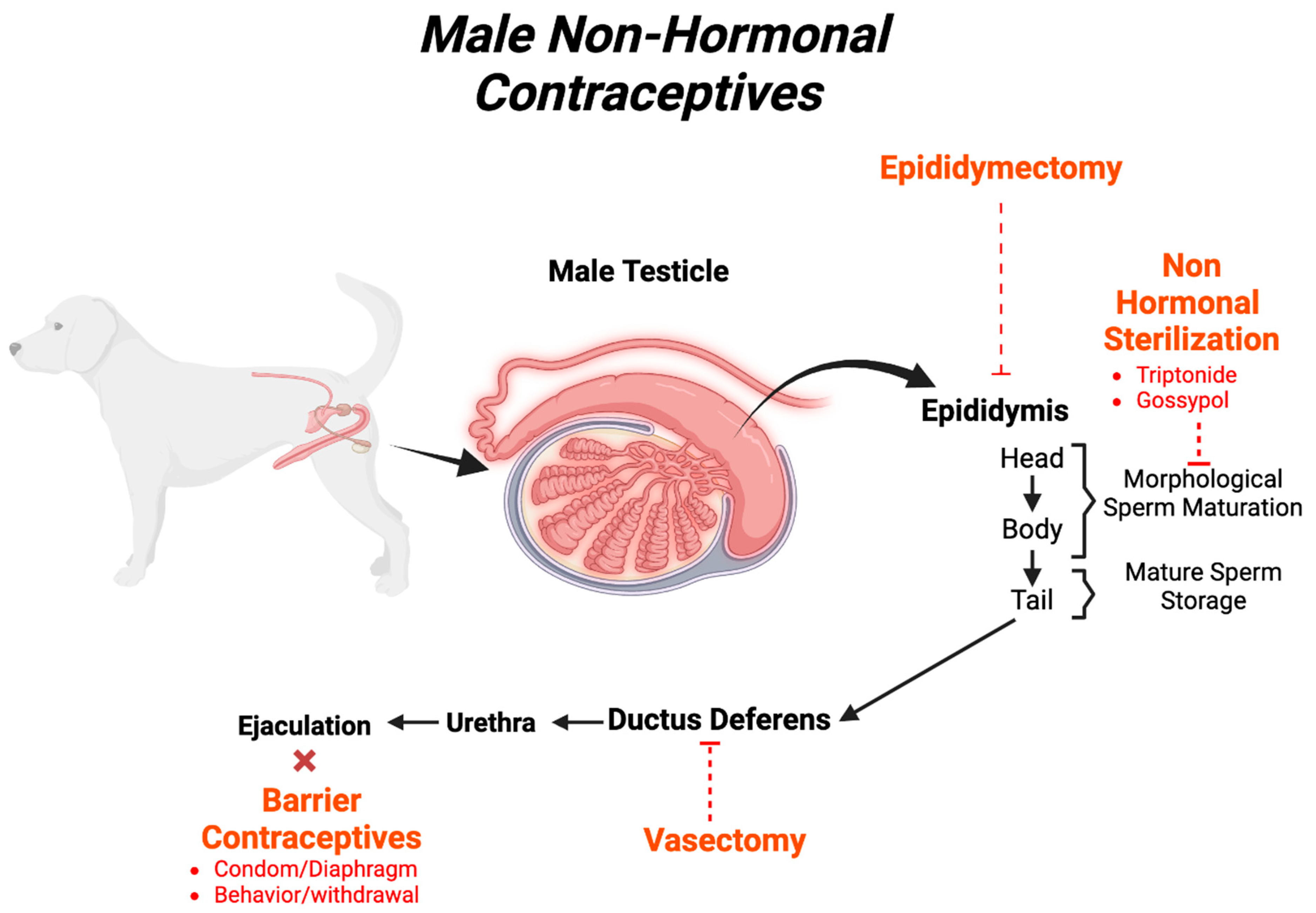 Biology 13 00291 g002