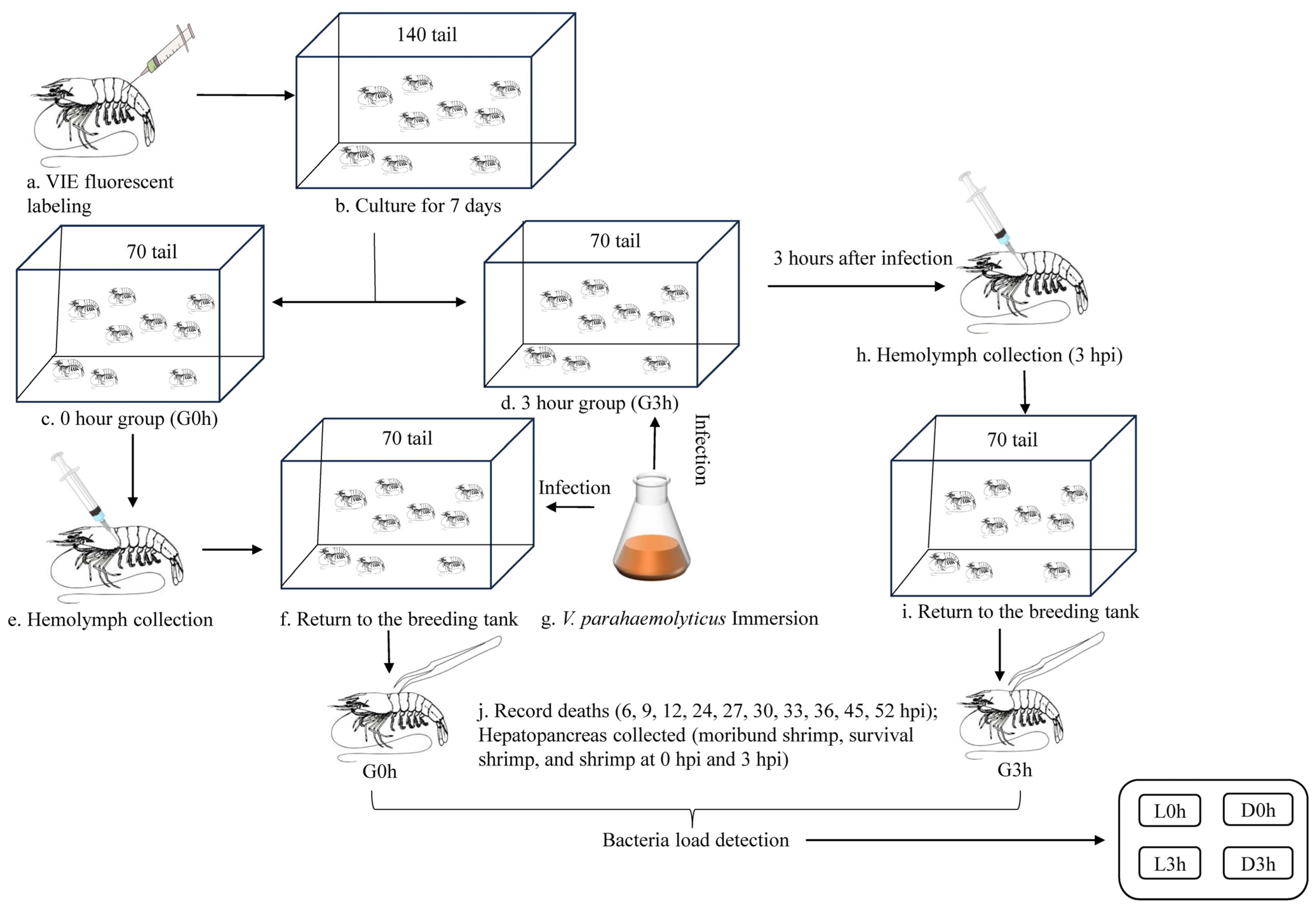 Biology 13 00300 g001