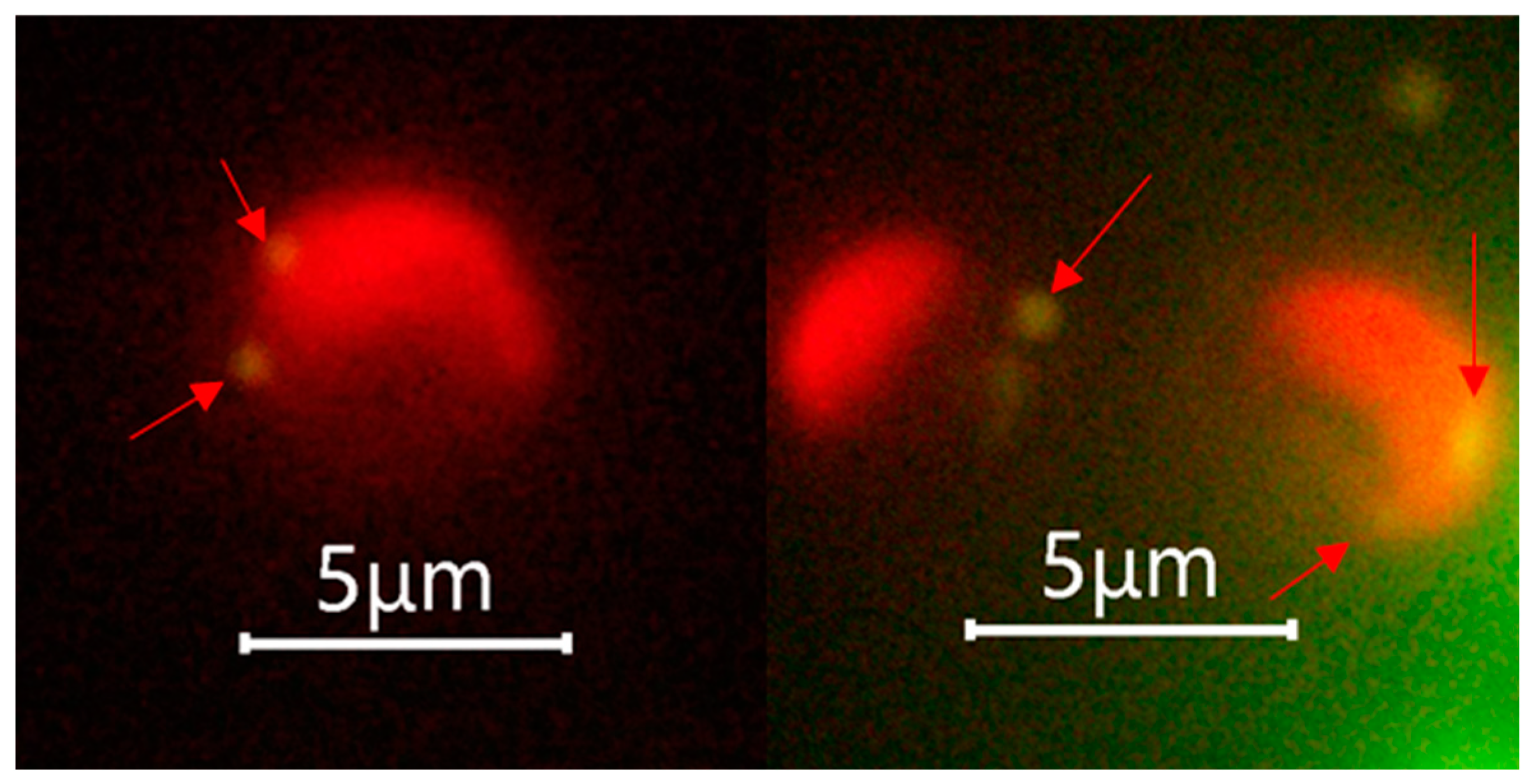 Biology 13 00310 g003 Biology 13 00310 g003