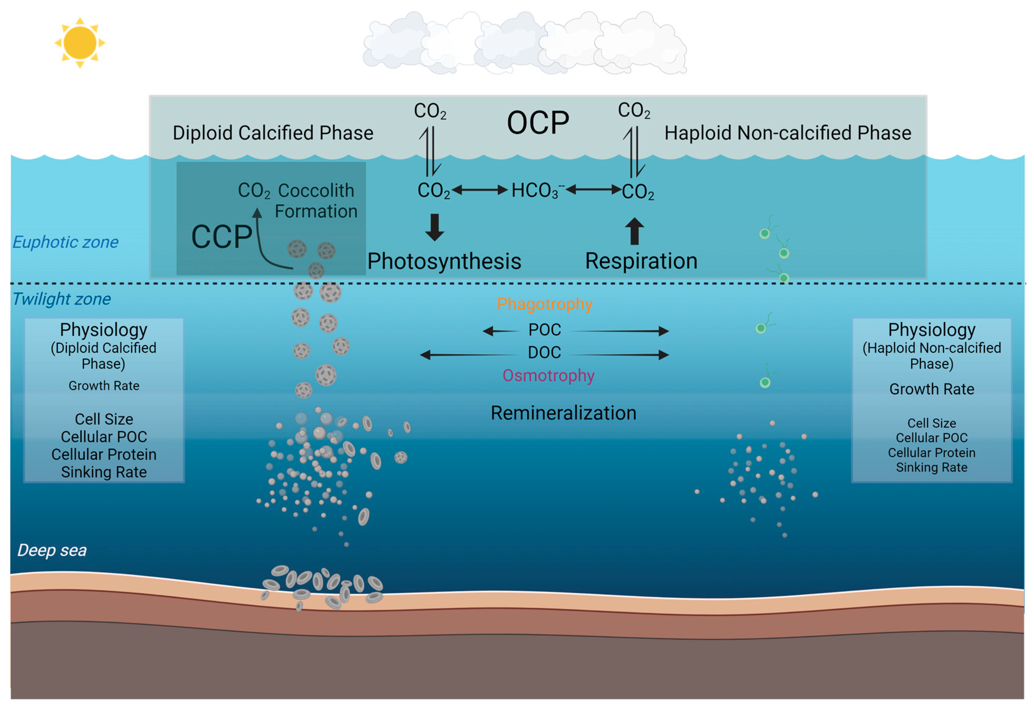 Biology 13 00310 g005 Biology 13 00310 g005