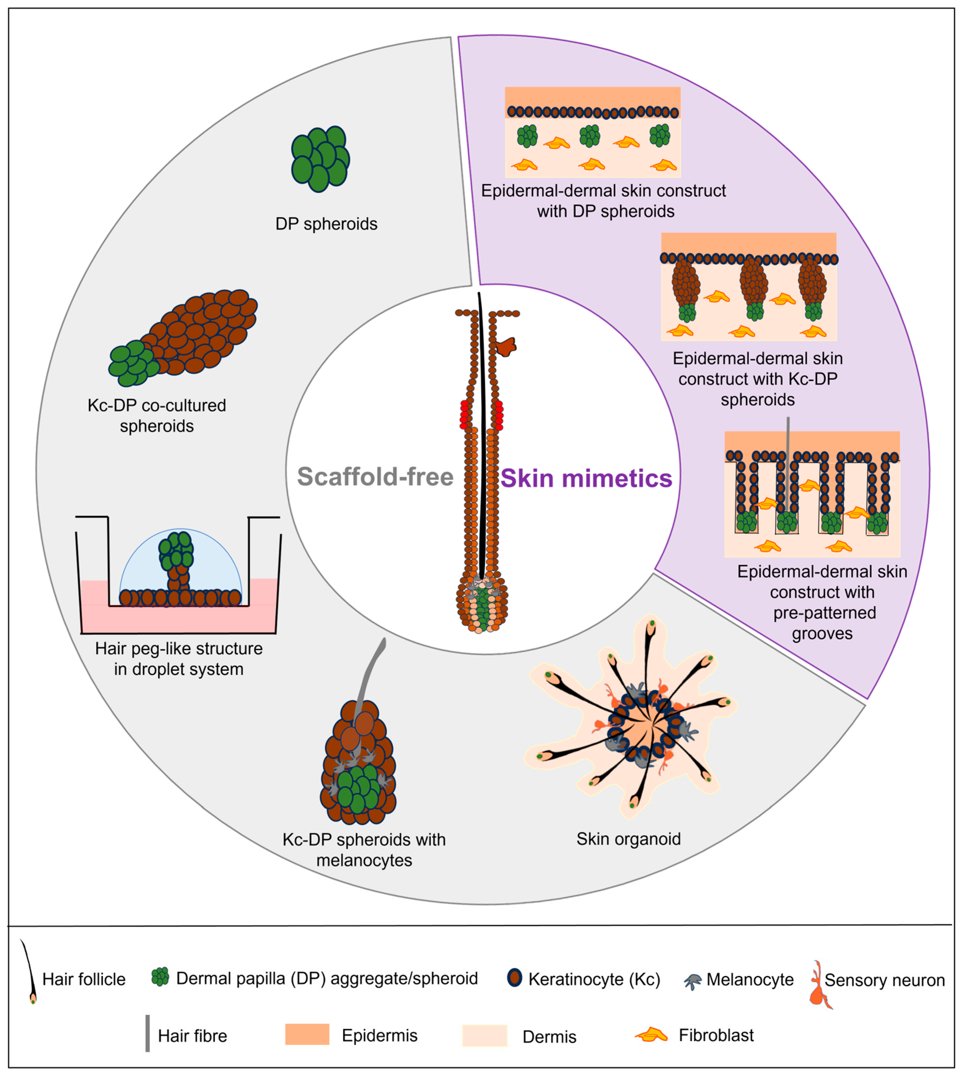 Biology 13 00312 g003