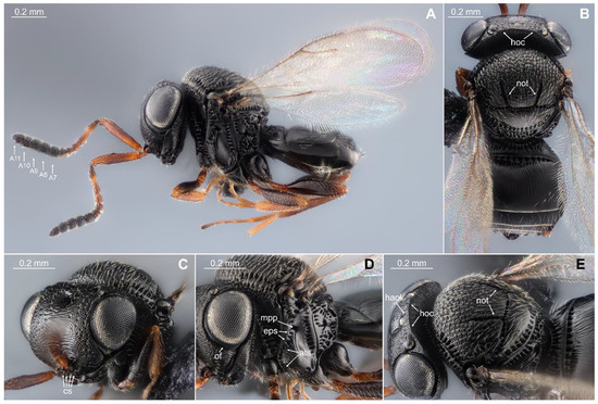 【Jun】 s-l400.jpg