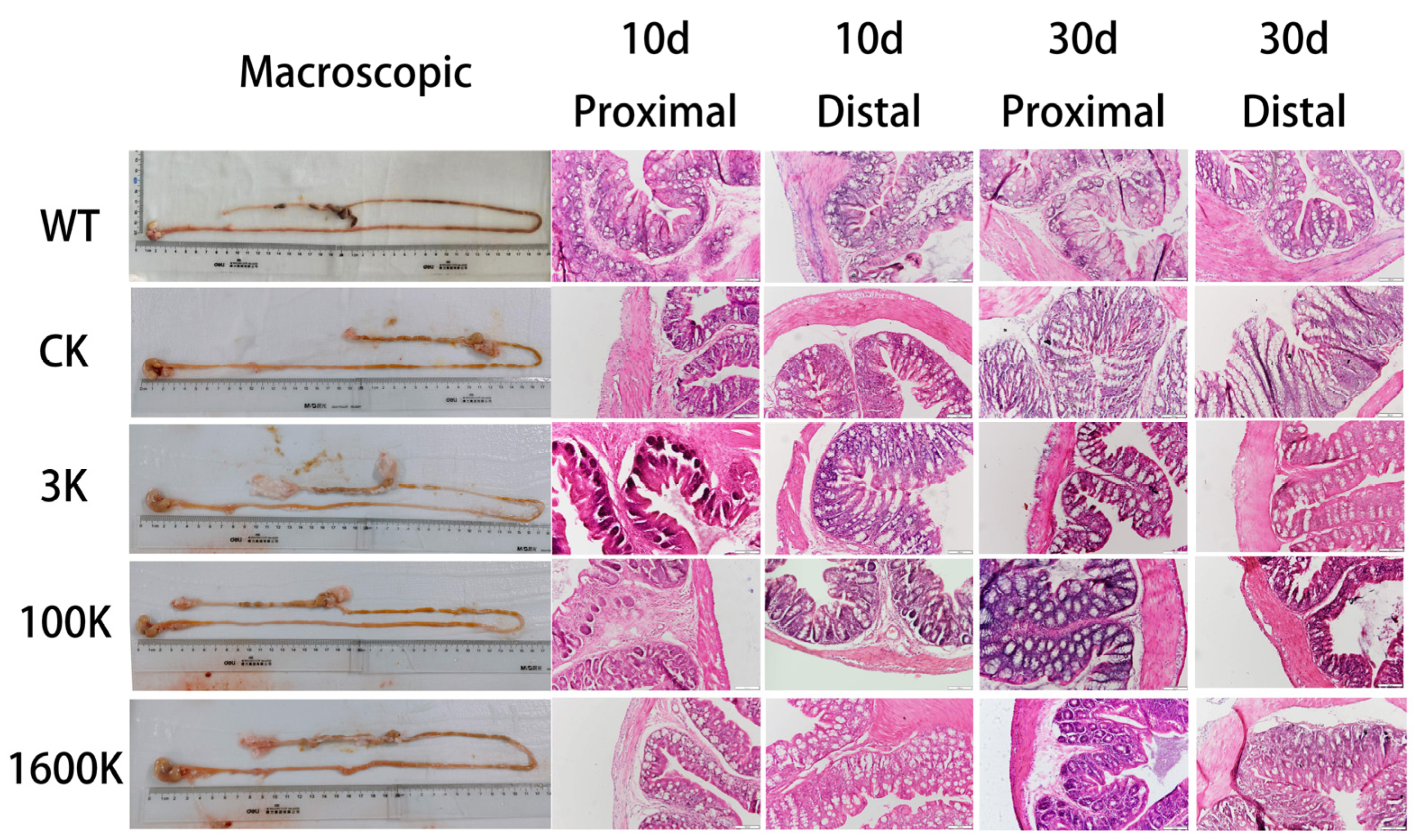 Biology 13 00319 g003