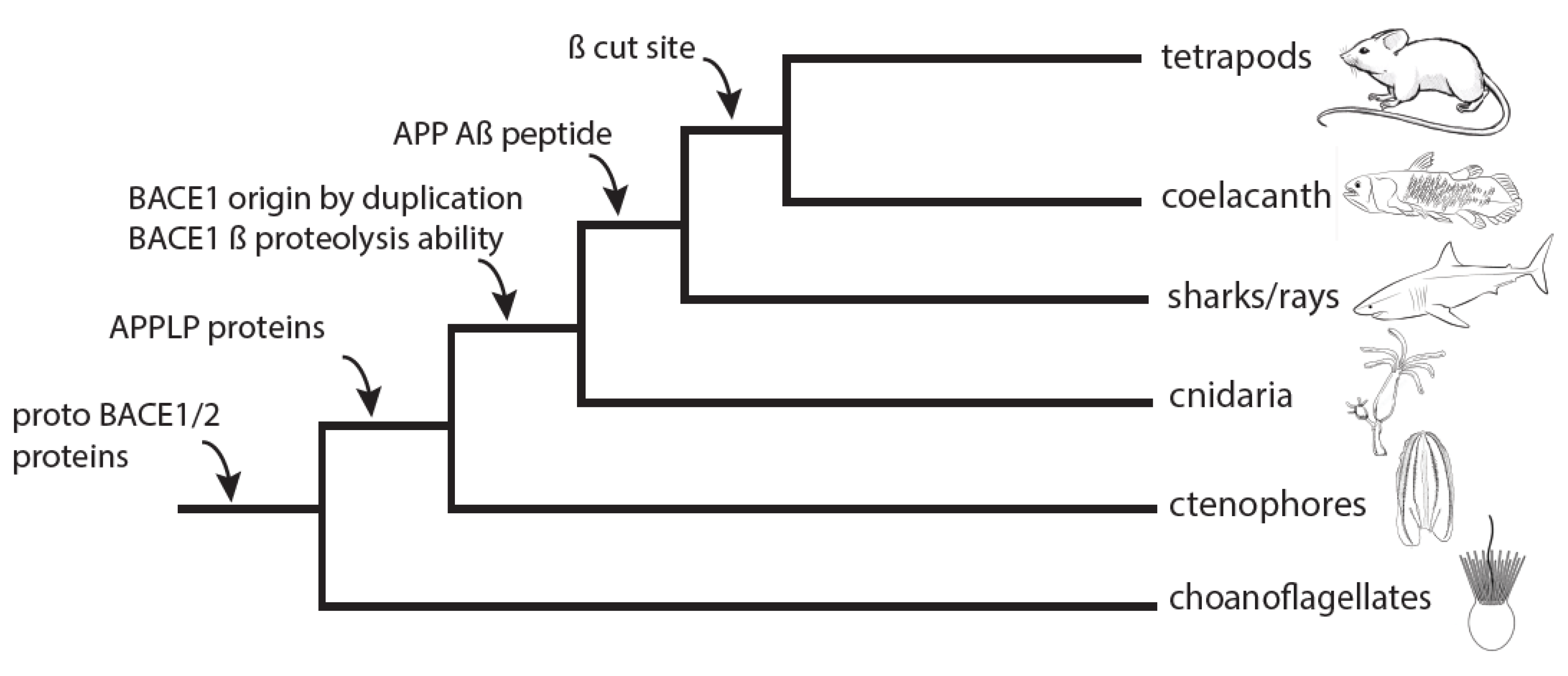 Biology 13 00320 g003