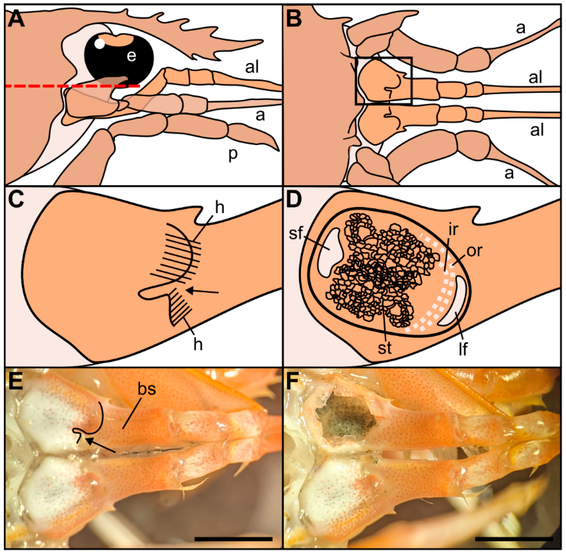 Biology 13 00325 g001 Biology 13 00325 g001