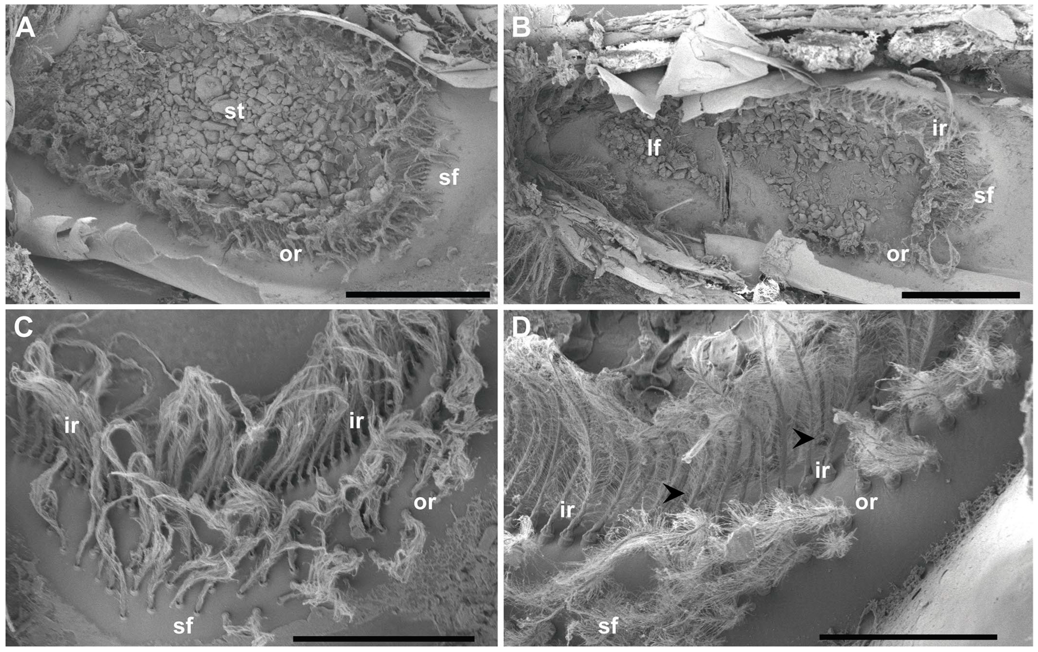 Biology 13 00325 g002 Biology 13 00325 g002