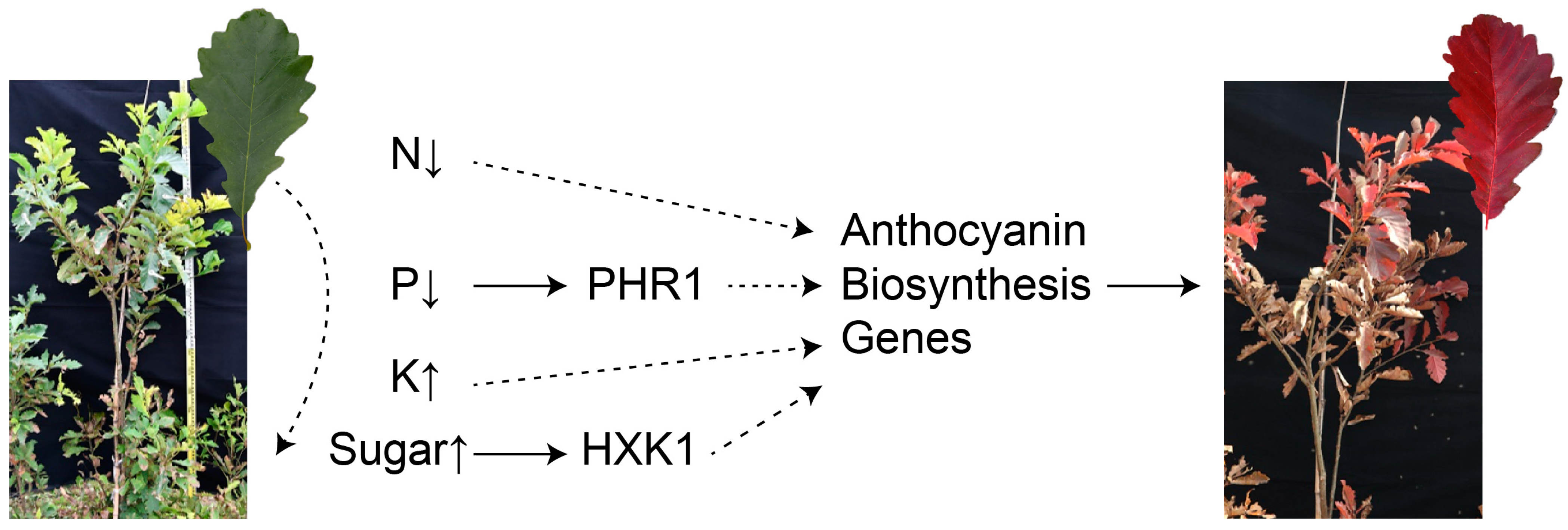For a Colorful Life: Recent Advances in Anthocyanin