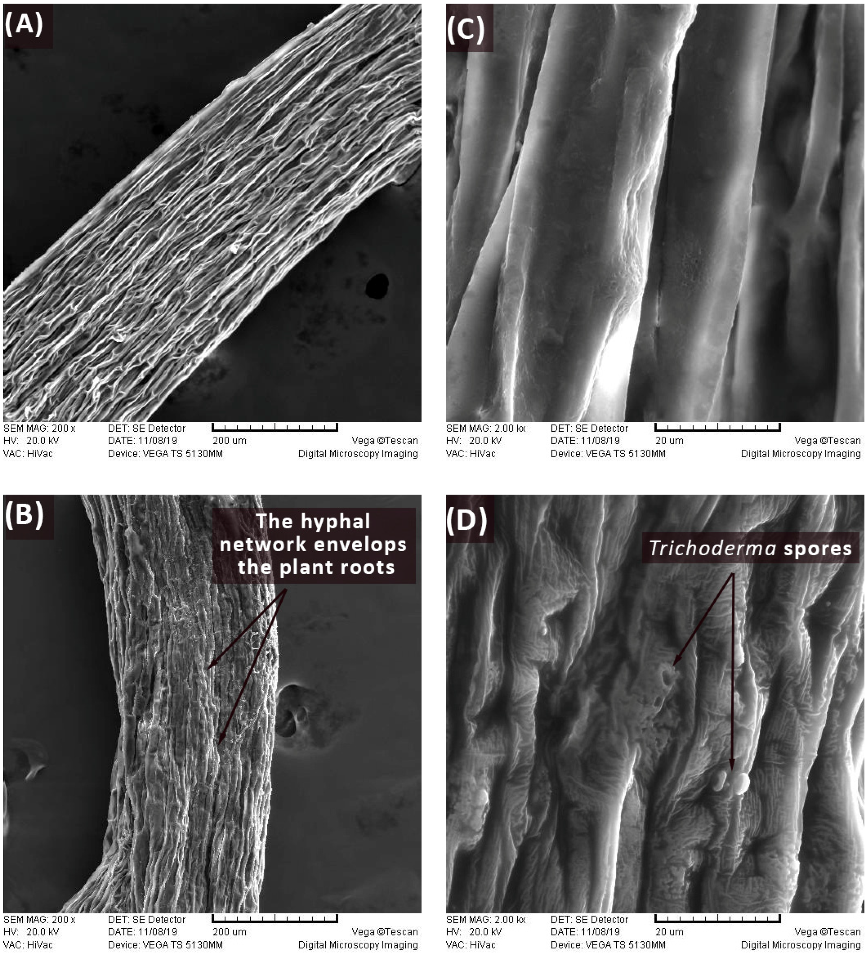 Biology 13 00340 g002