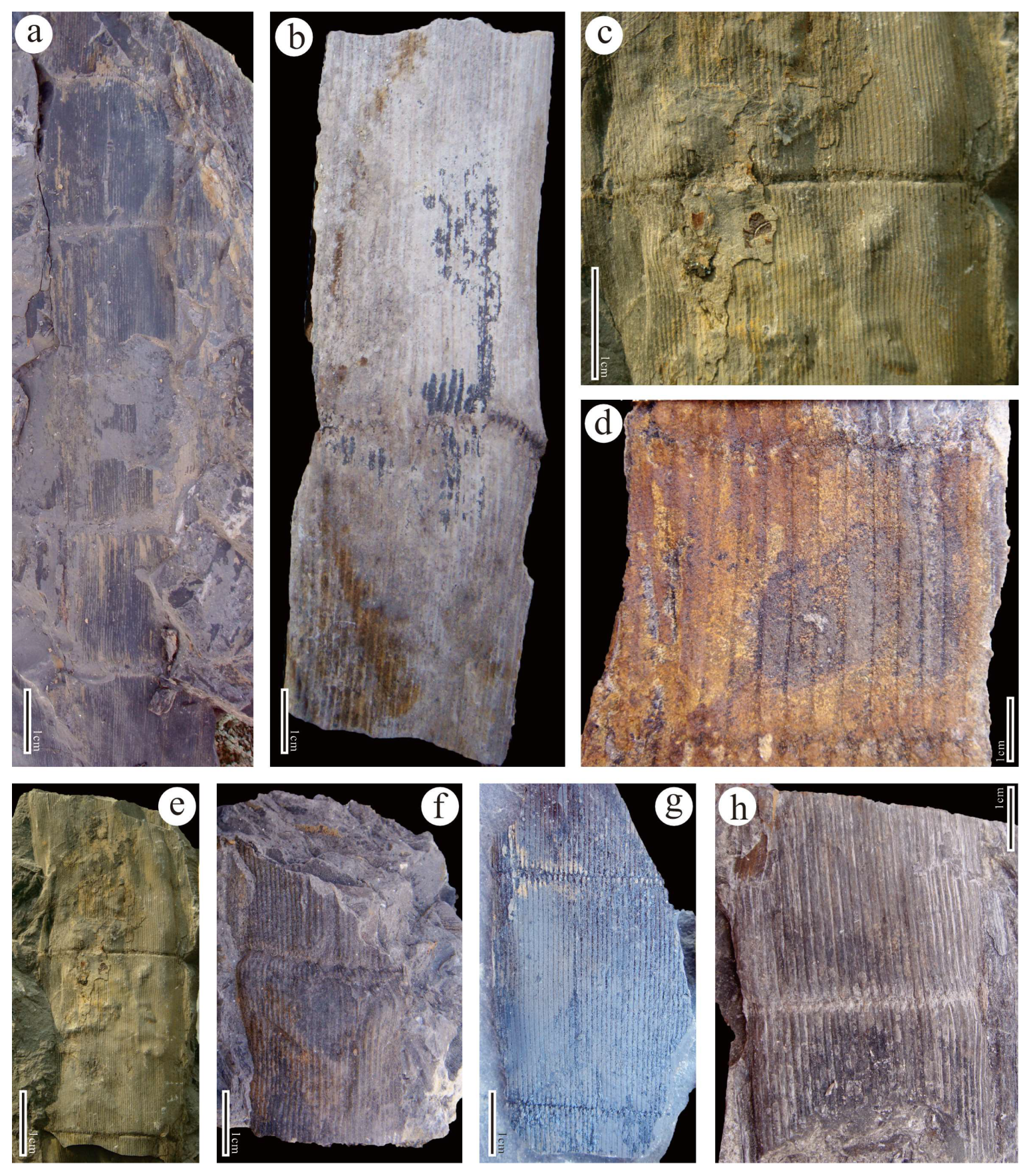 Biology 13 00347 g002